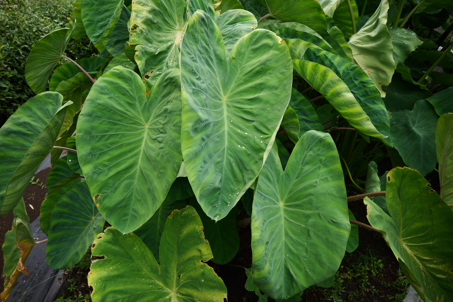 曇天の里芋畑。意外なことに鮮やかな緑色の再現性に驚いております。しかもクリアですね。これもLUMIXシリーズのよいところでしょう。<br><span class="fnt-85">パナソニック LUMIX S9／LUMIX S 26mm F8／絞り優先AE（1/250秒、F8.0、−0.3EV）／ISO 400</span>