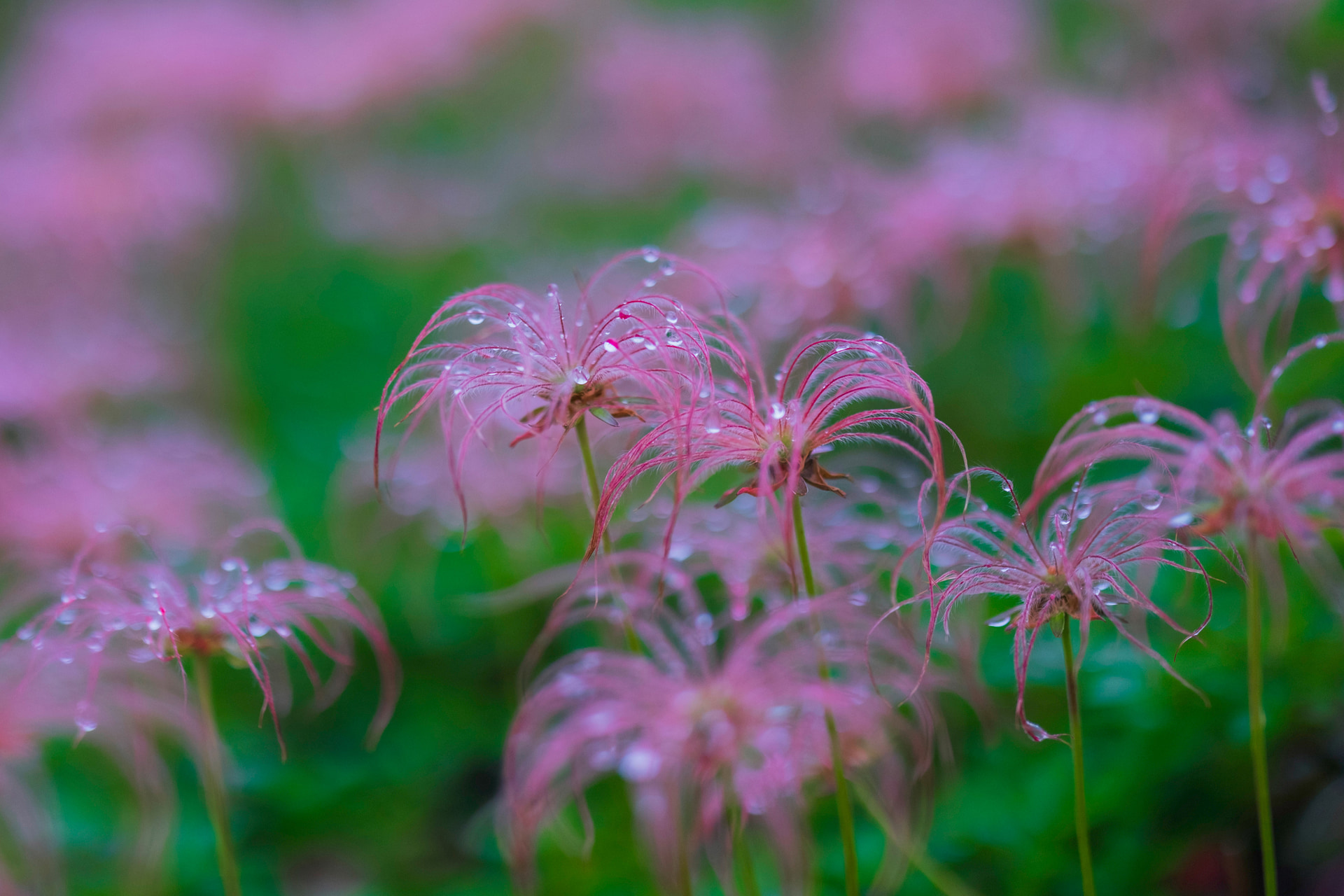 丈の低いチングルマの綿毛をミニ三脚MT-04+LH-30を使って撮影。超ローアングルでも体に負担なく長時間撮影できる優れ物なので、いつでもバッグに忍ばせておきたい<br><span class="fnt-85">FUJIFILM X-T5／XF56mmF1.2 R WR／56mm（84mm相当）／絞り優先AE（F1.2、1/1,700秒、－0.7EV）／ISO 200／WB：オート</span>