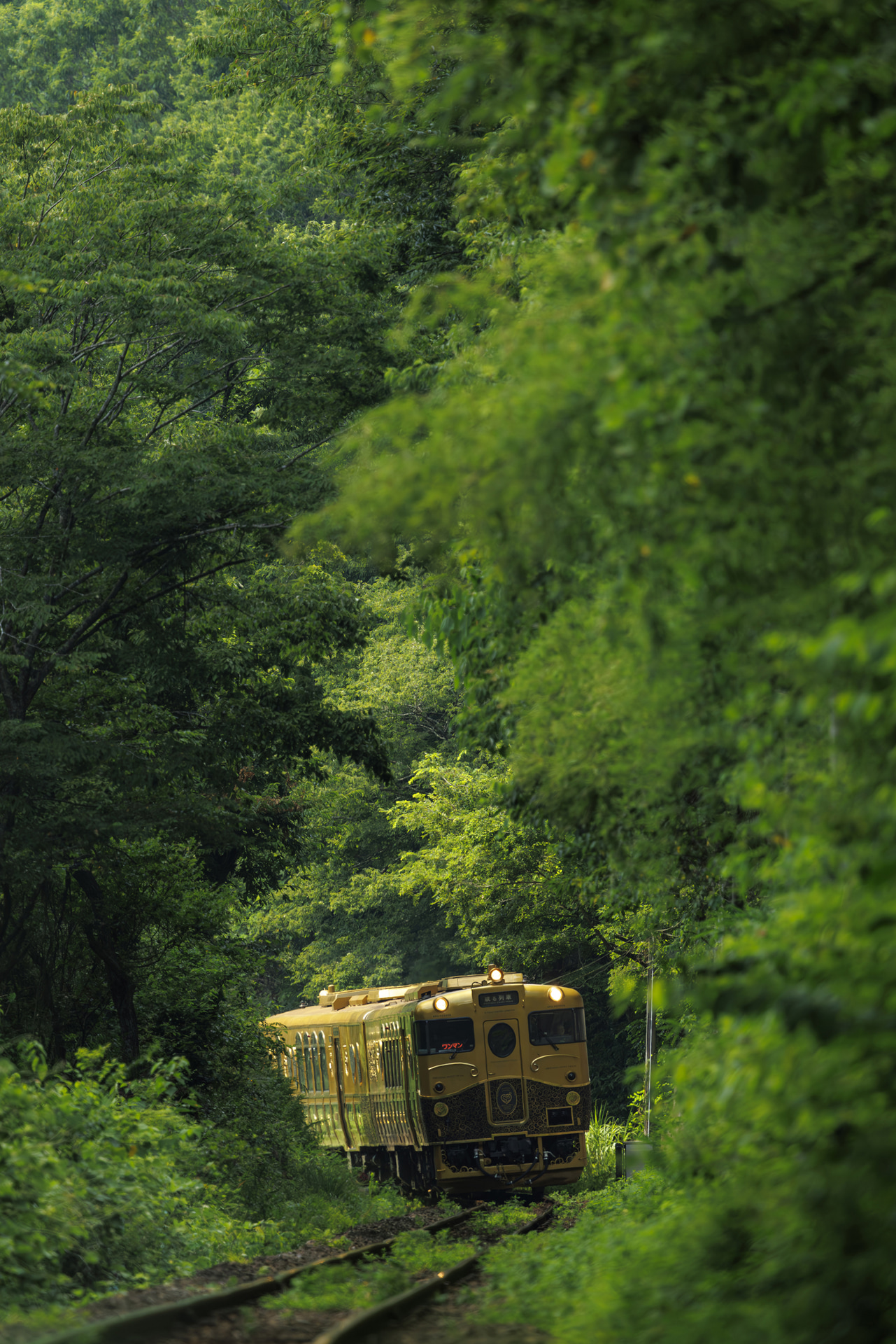 <span class="fnt-85">キヤノン EOS R5 Mark II／RF100-300mm F2.8 L IS USM+EXTENDER RF2x／449mm／マニュアル露出（F5.6、1/1,000秒）／ISO 1250／WB：オート</span>