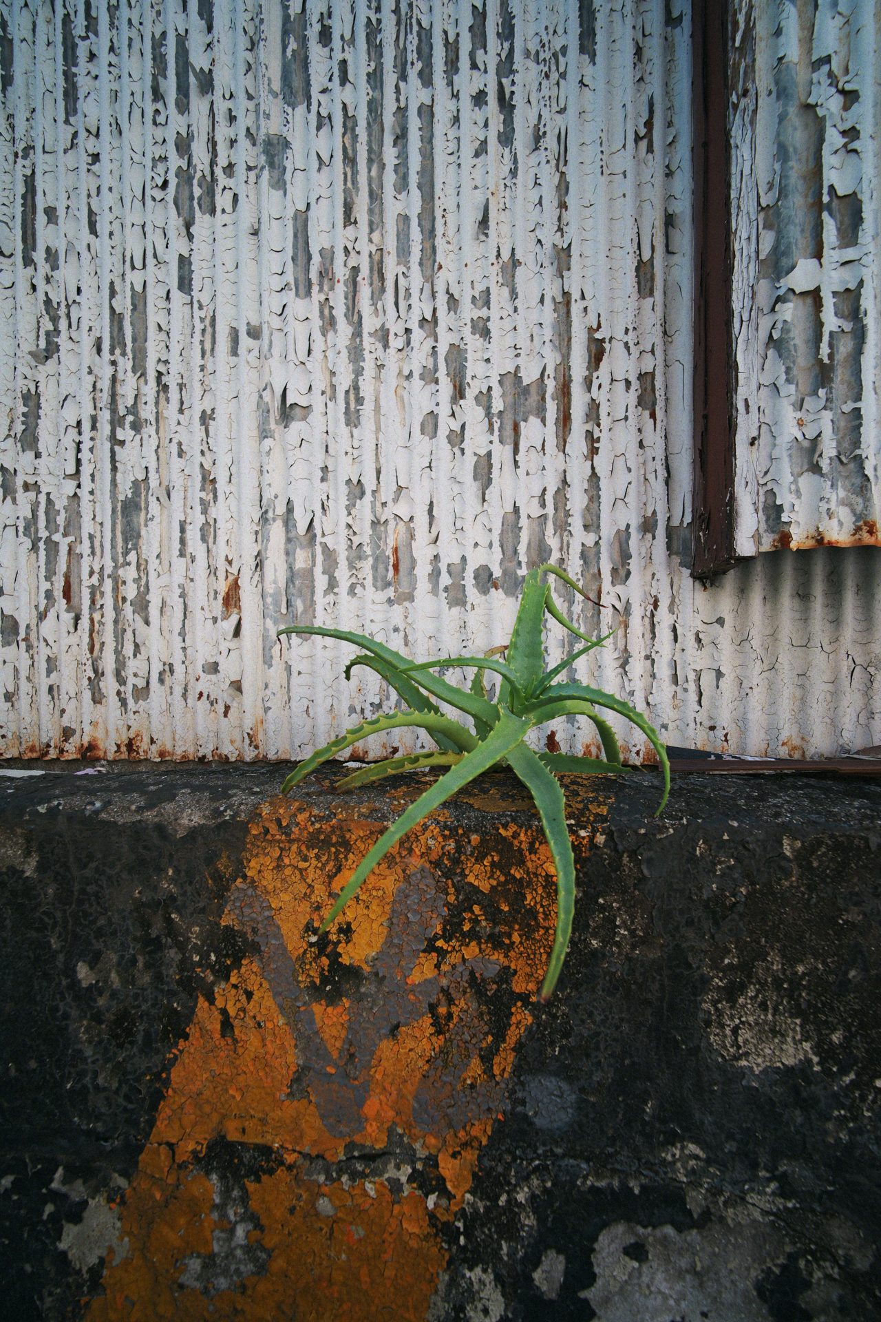 LUMIX S9／SUPER WIDE−HELIAR 15mm F4.5 Aspherical III／1/125秒／F4.5／ISO 200／WB: オート／フォトスタイル: スタンダード＋LUT: Old Cinema−S