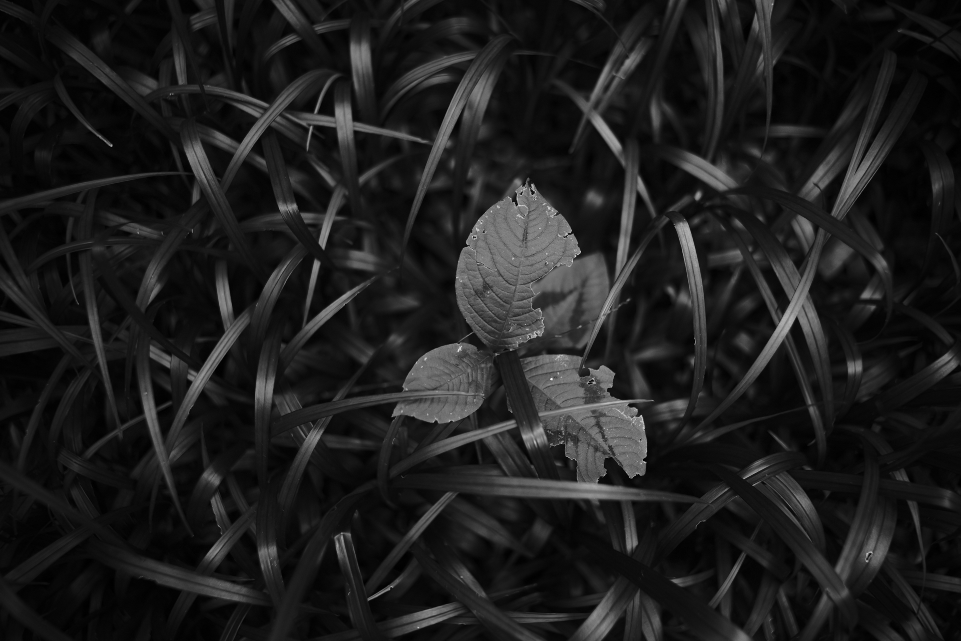 LUMIX S9／NOKTON Vintage Line 28mm F1.5 Aspherical／1/125秒／F1.5／ −1.3EV／ISO 640／WB: オート／フォトスタイル: LEICAモノクローム