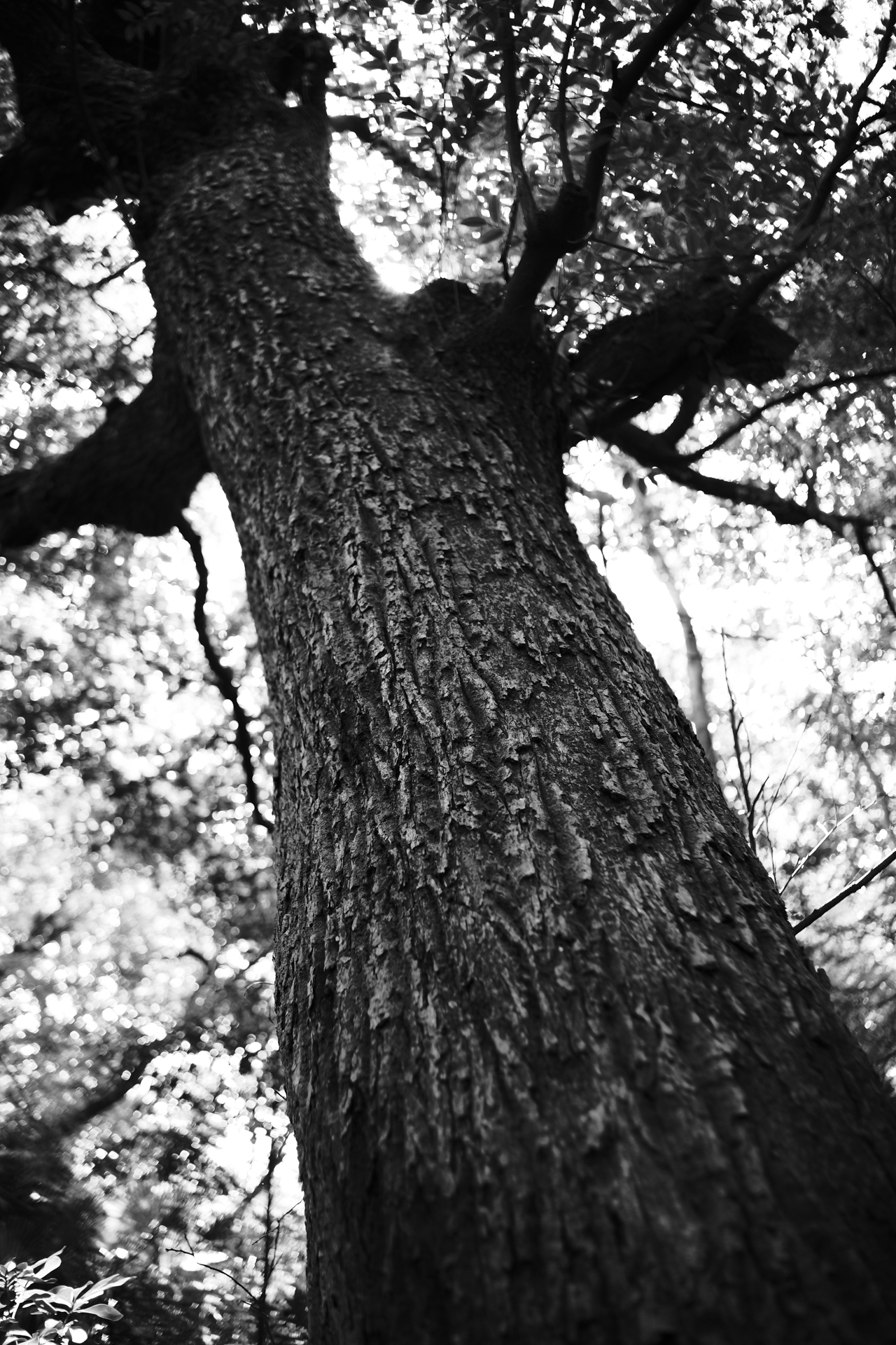 LUMIX S9／NOKTON Vintage Line 28mm F1.5 Aspherical／1/125秒F1.5／＋0.7EV／ISO 640／WB: オート／フォトスタイル: LEICAモノクローム