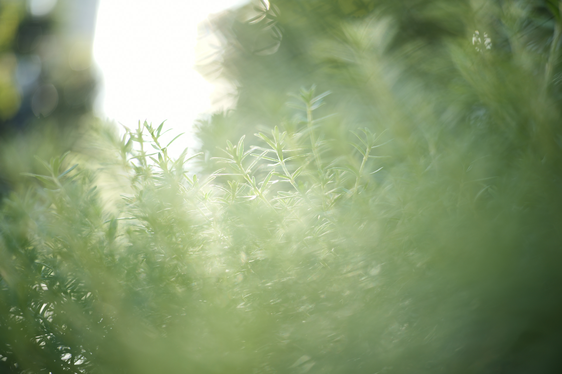 LUMIX S9／COLOR-SKOPAR 50mm F2.2／1/125秒／F2.2／＋2.3EV／ISO 100／WB: オート／フォトスタイル: ヴィヴィッド