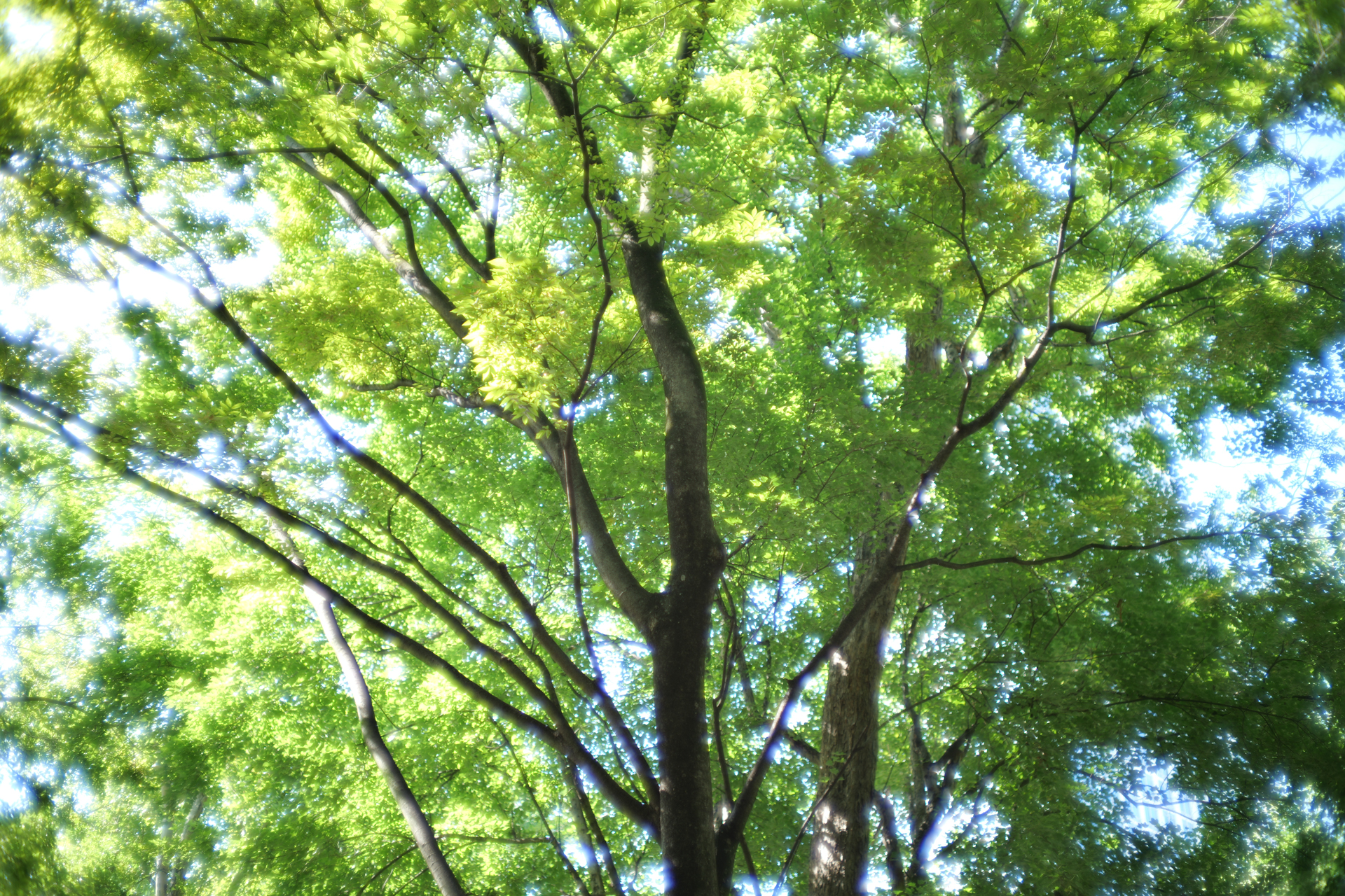 LUMIX S9／HELIAR classic 50mm F1.5／1/160秒／F1.5／＋1.3EV／ISO 100／WB: オート／フォトスタイル: スタンダード