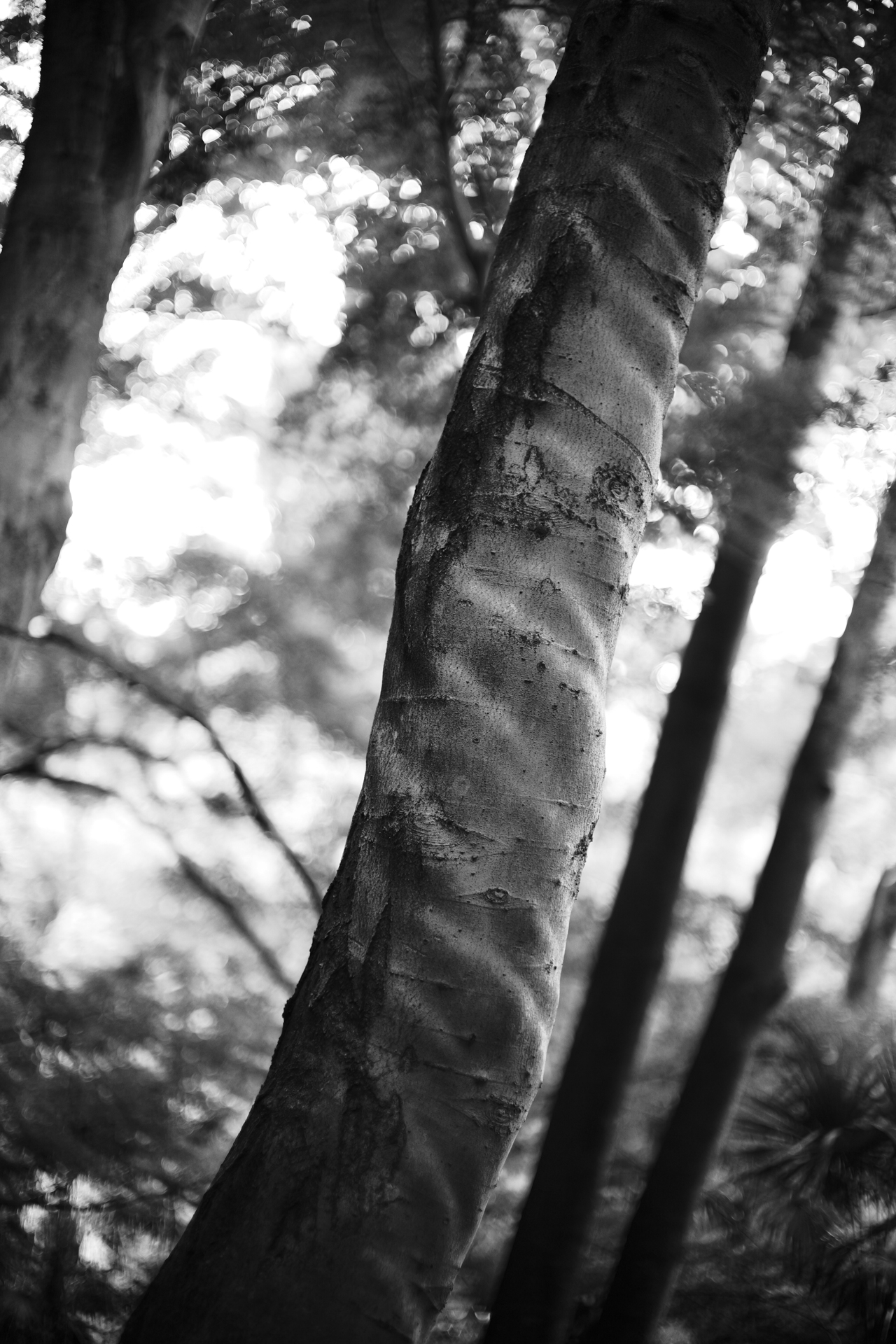 LUMIX S9／NOKTON 50mm F1 Aspherica／1/125秒l／F1.0／／ISO 200／＋1.0EV／WB: オート／フォトスタイル: LEICAモノクローム