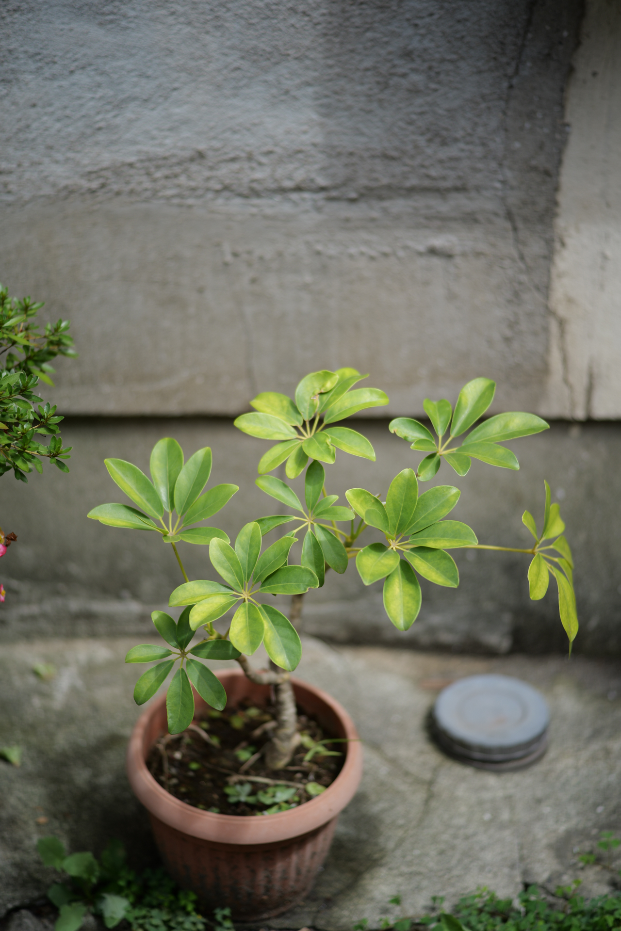 LUMIX S9／ULTRON 75mm F1.9 MC／F1.9／1/1,000秒／ISO 100／WB: オート／フォトスタイル: スタンダード