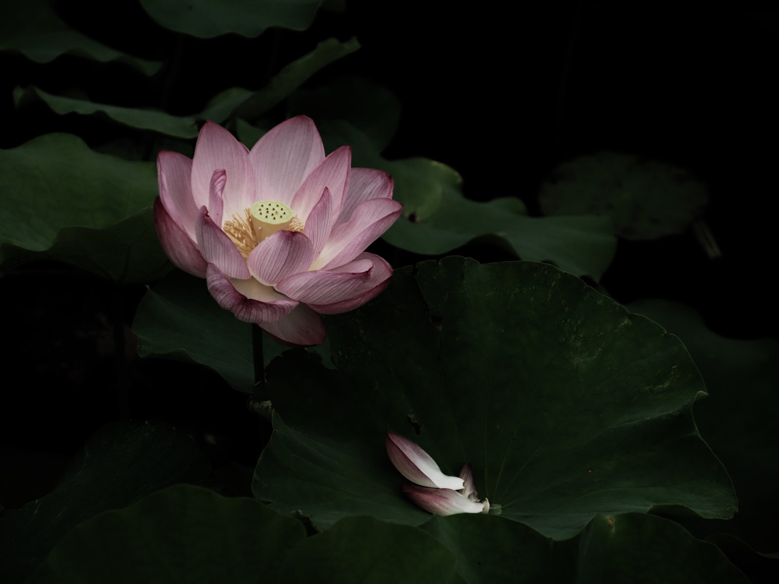 撮影 むらいさち