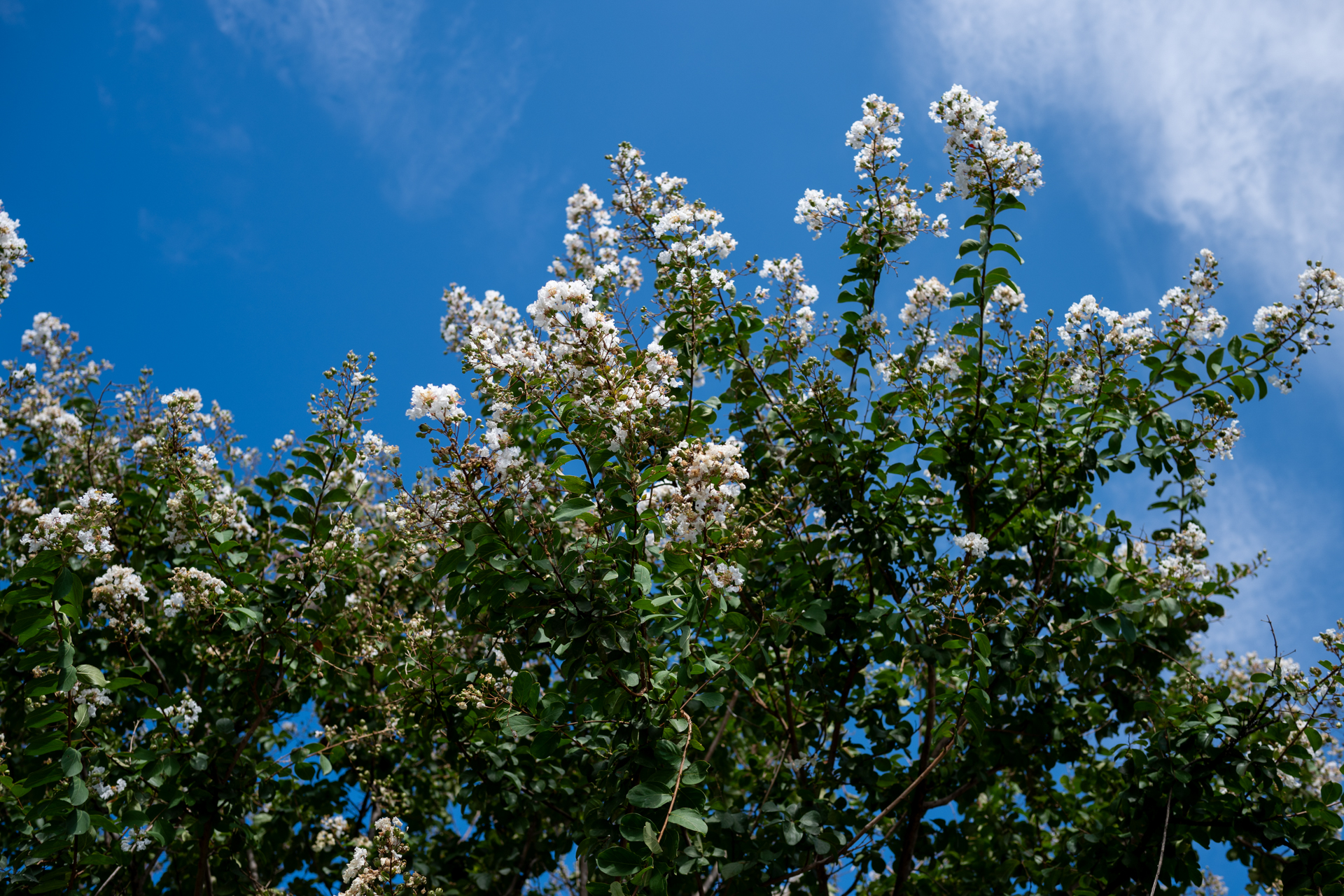 少々コントラストの強い条件ではどうなるかということで撮影したけど、何事もないように写ります。あたりまえですね。<br><span class="fnt-85">ニコン Z6III／NIKKOR Z 35mm f/1.4／絞り優先AE（1/800秒、F4.0、−0.7EV）／ISO 100</span>