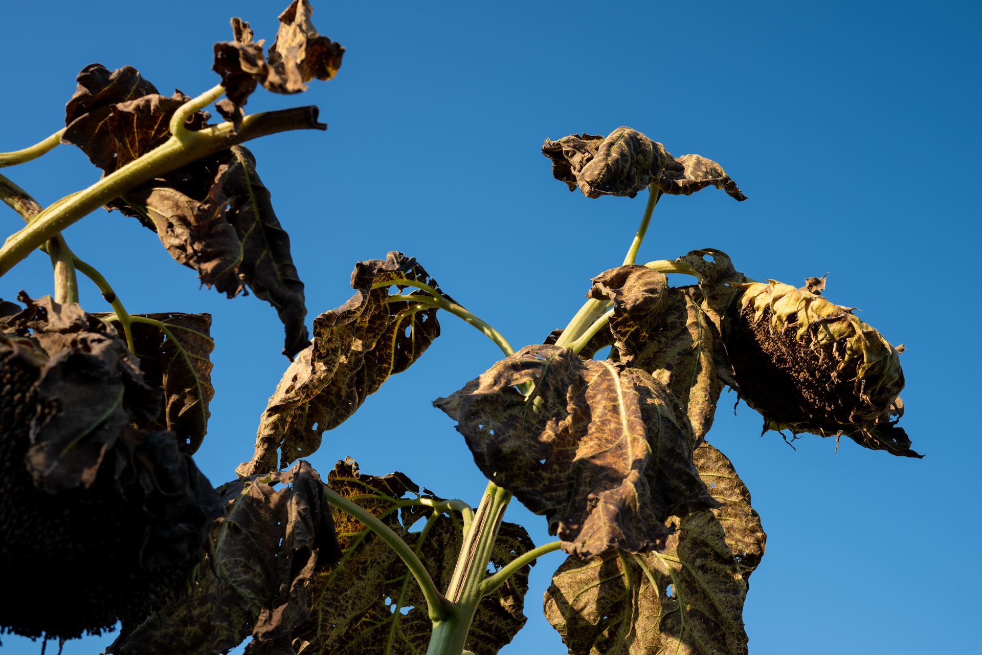 夏が大嫌いな筆者ですから、向日葵のこの姿をみると嬉しいのですが、気温は35度ありました。コントラスト高いけど、よい描写です。<br><span class="fnt-85">ニコン Z6III／NIKKOR Z 35mm f/1.4／絞り優先AE（1/160秒、F8.0、−0.7EV）／ISO 100</span>