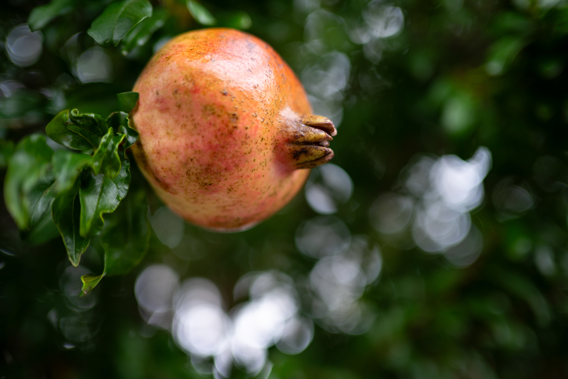 雨が降ってきたので木陰に避難したらざくろの実がありまして。撮影してみました。背景ボケはよい感じですね。<br><span class="fnt-85">ニコン Z6III／NIKKOR Z 35mm f/1.4／絞り優先AE（1/160秒、F1.4、−0.7EV）／ISO 400</span>