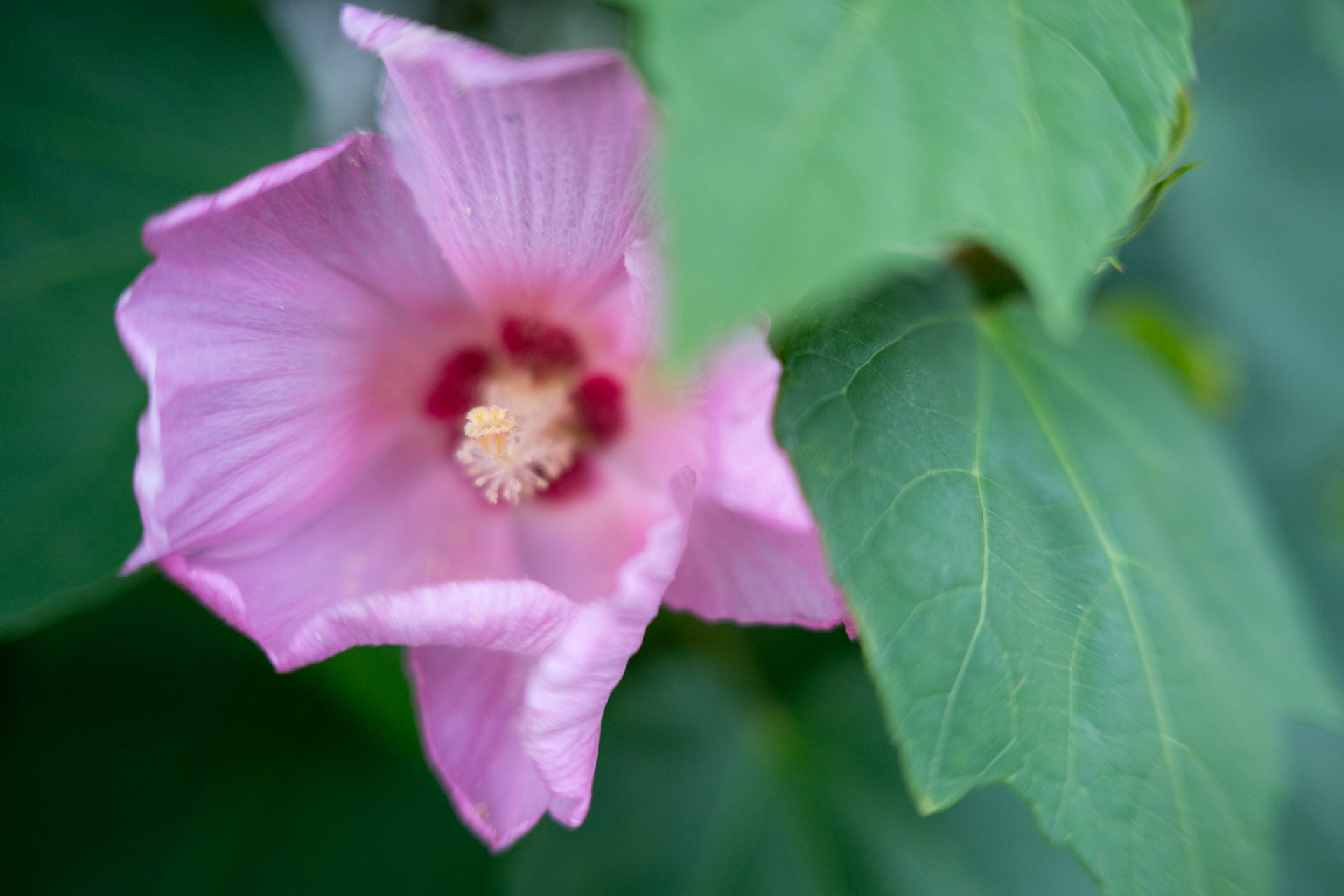 先ほど開放絞りでもスルドク撮れていましたが、このカットではわずかにハイライト滲みますね。このカットだと手前のボケも自然です。<br><span class="fnt-85">ニコン Z6III／NIKKOR Z 35mm f/1.4／絞り優先AE（1/640秒、F1.4、−0.7EV）／ISO 400</span>