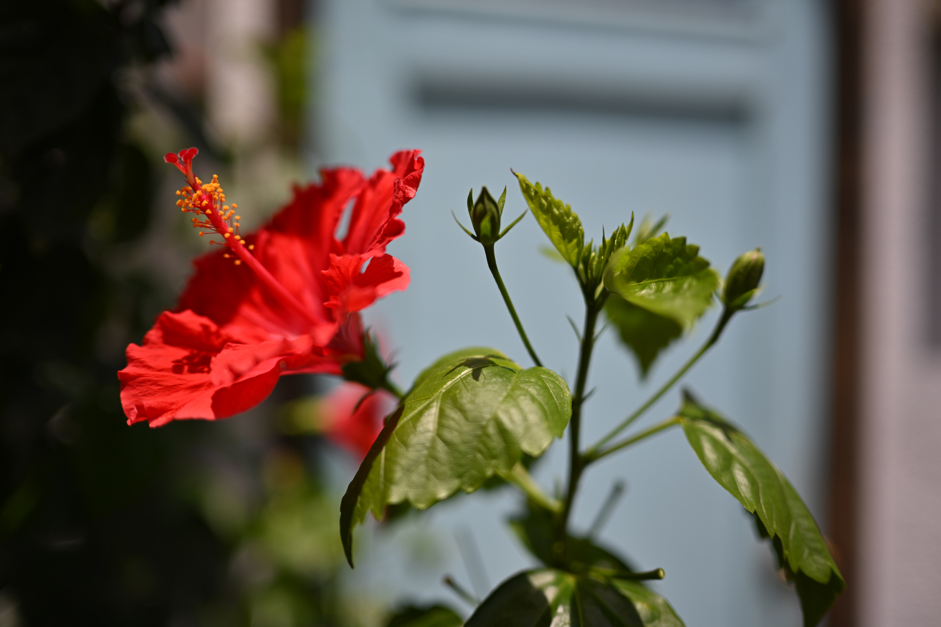 順光の状態で絞りを開いたらどうなるかしらということで試してみると、ものすごく高画質な描写をします。光線状態がもう少しよろしくないほうが雰囲気は出るようです。<br><span class="fnt-85">ニコン Z6III／NIKKOR Z 35mm f/1.4／絞り優先AE（1/12,800秒、F1.4、−0.7EV）／ISO 100</span>