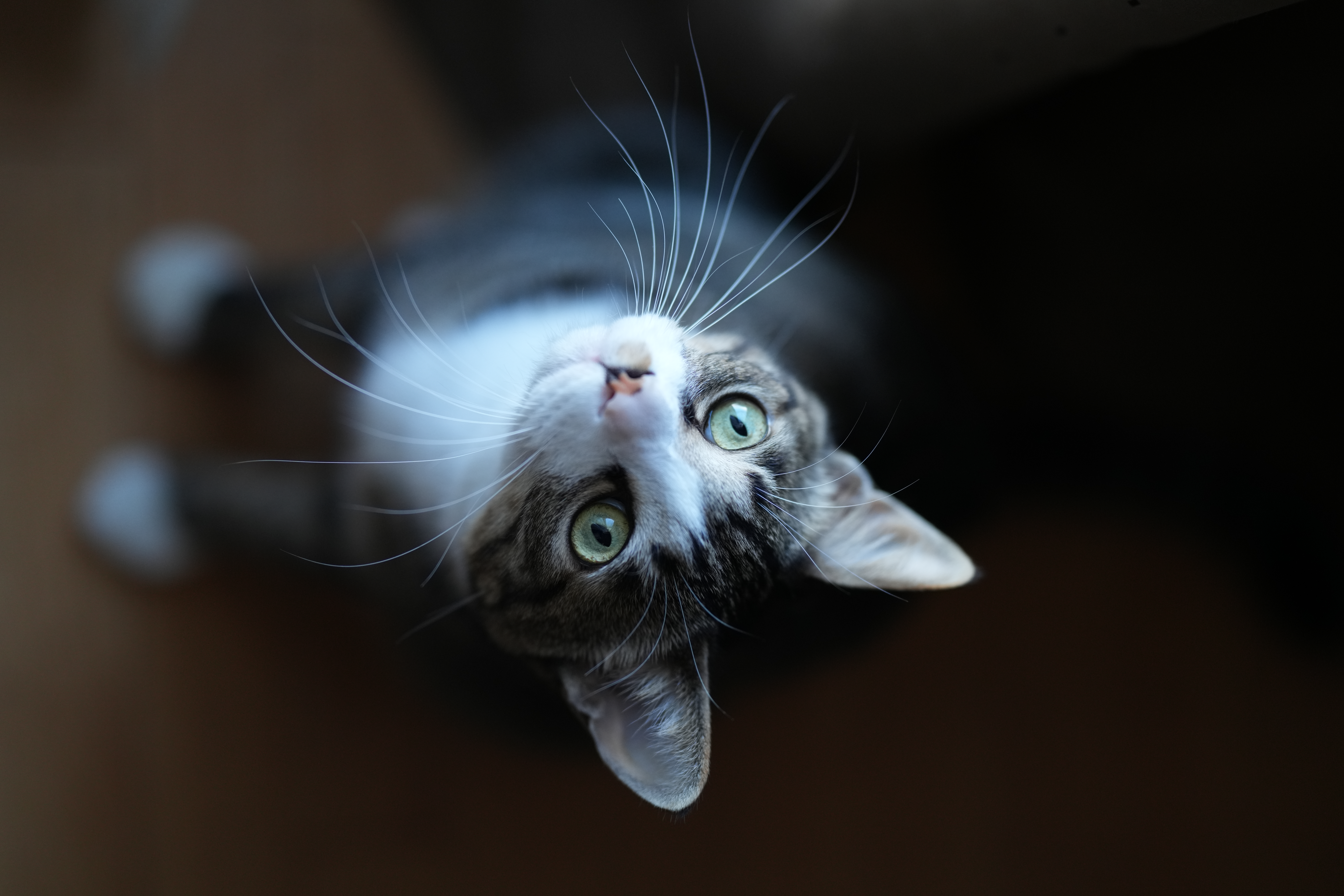 α7R V／FE 85mm F1.4 GM II／絞り優先AE（1/500秒、F1.4、−1.0EV）／ISO 800