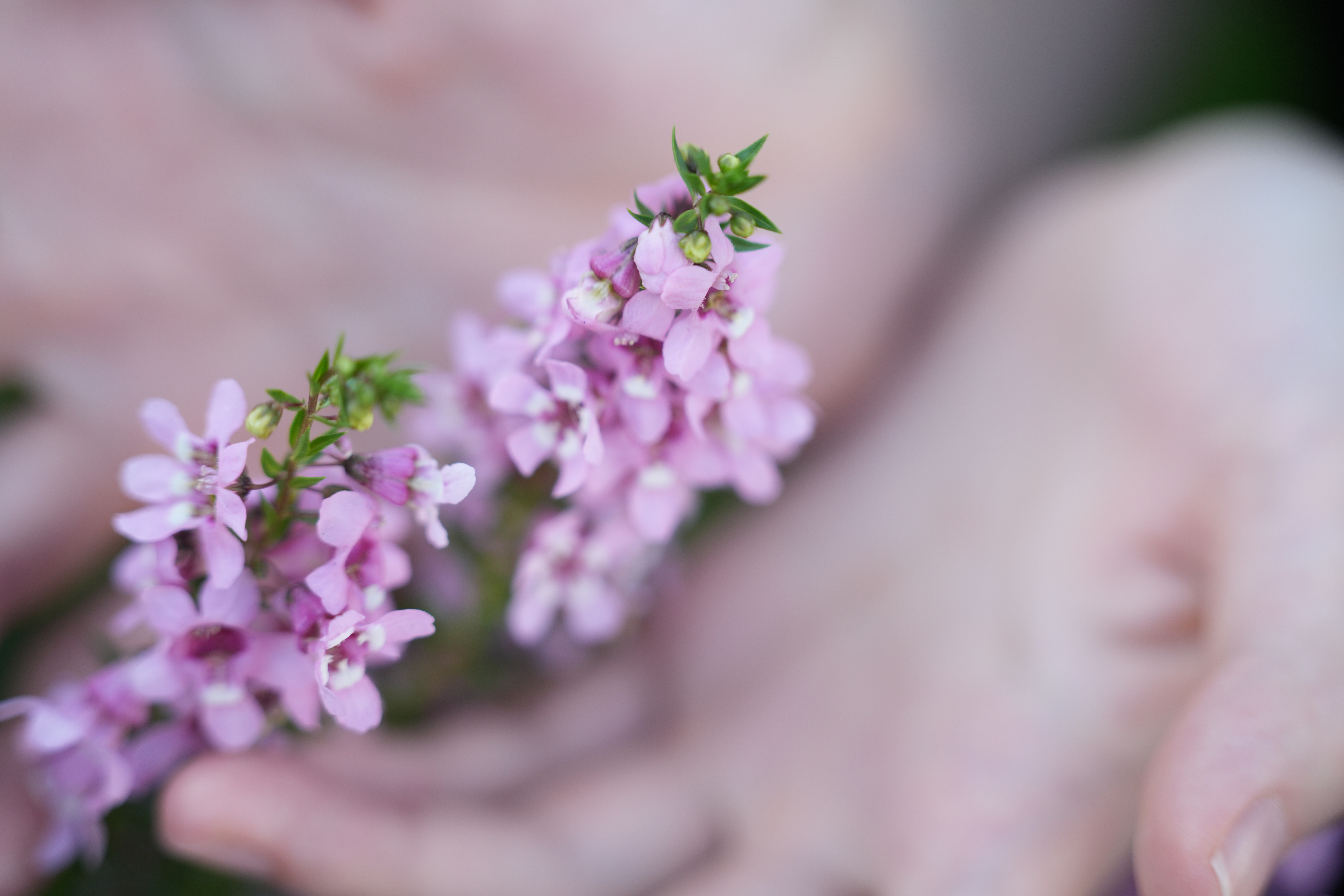 ソニー α7R V／SIGMA 28-105mm F2.8 DG DN｜Art／105mm／絞り優先AE（1/800秒、F2.8、＋1.0EV）／ISO 400
