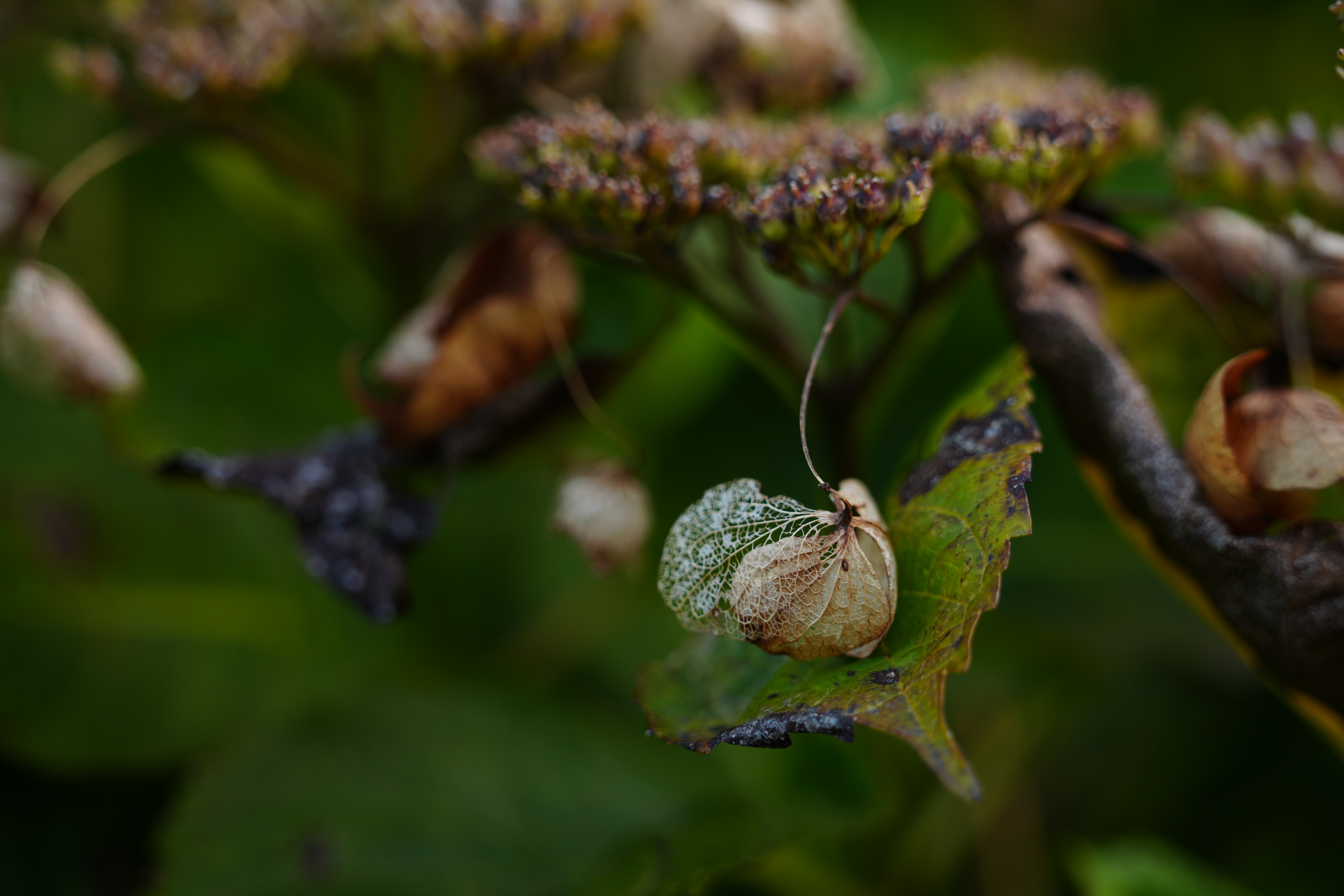 ソニー α7R V／SIGMA 28-105mm F2.8 DG DN｜Art／84.6mm／絞り優先AE（1/100秒、F4.0、−1.0EV）／ISO 160