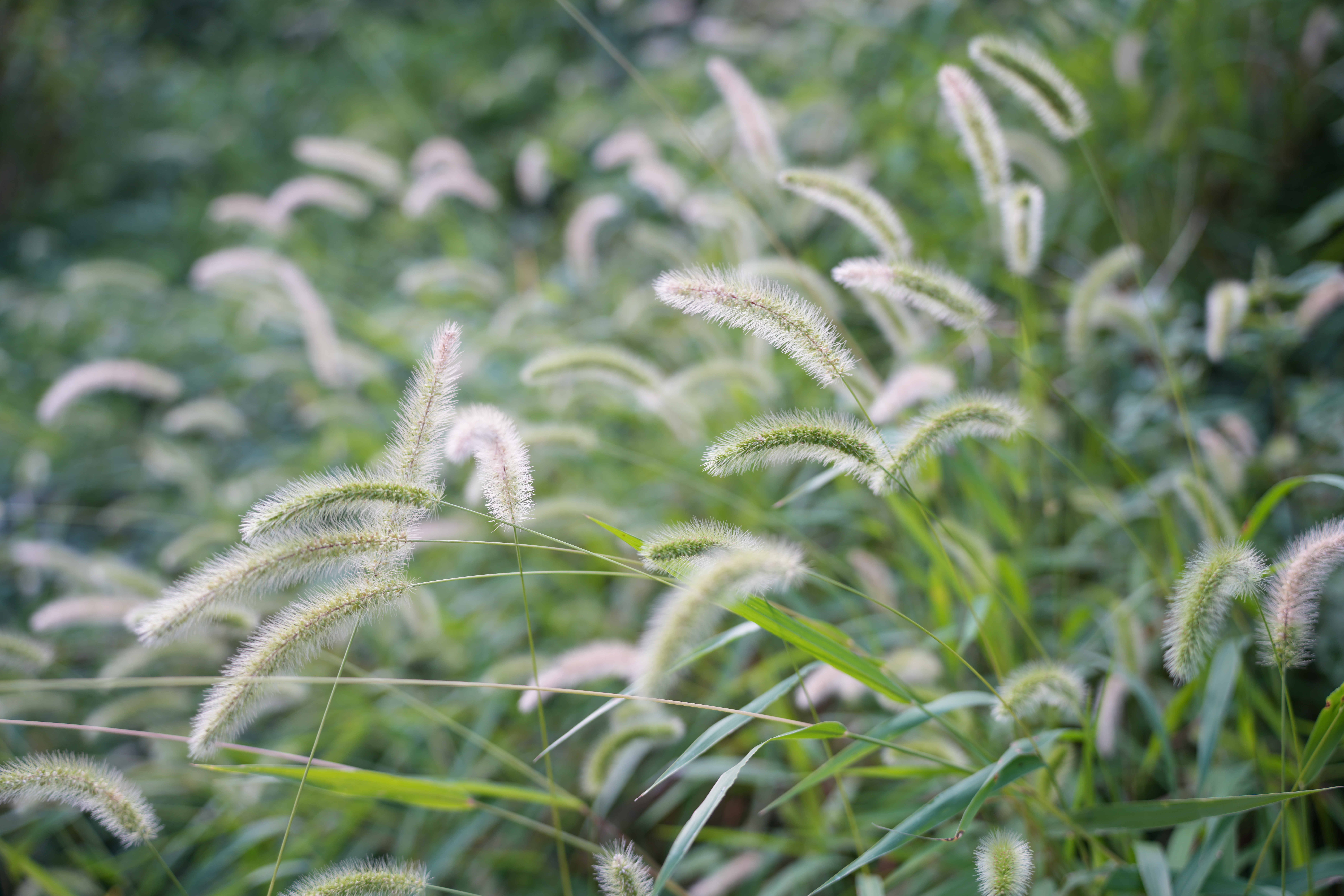 ソニー α7R V／SIGMA 28-105mm F2.8 DG DN｜Art／34.7mm／絞り優先AE（1/60秒、F2.8、＋0.7EV）／ISO 100