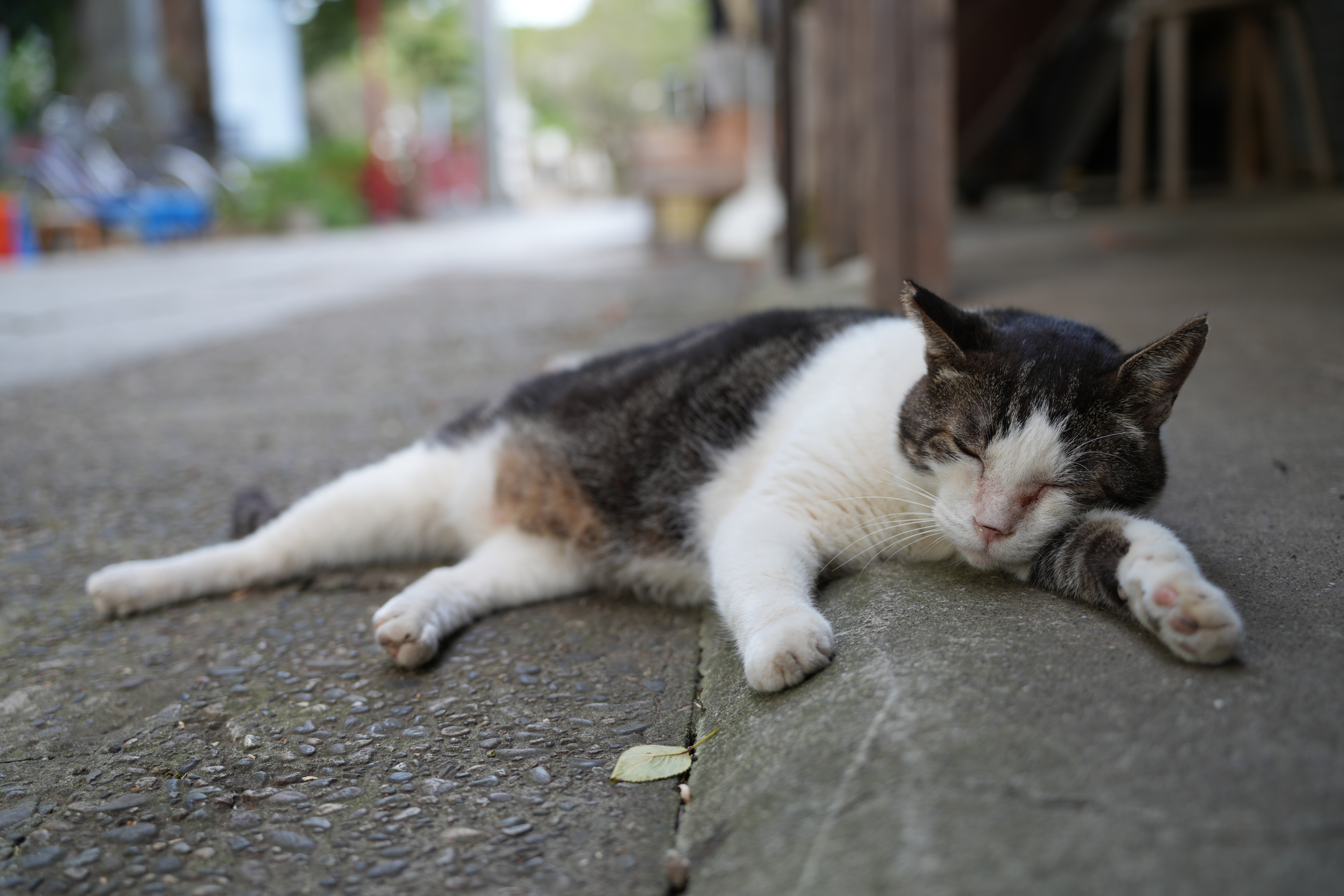 ソニー α7R V／SIGMA 28-105mm F2.8 DG DN｜Art／41.6mm／絞り優先AE（1/50秒、F2.8、±0.0EV）／ISO 125