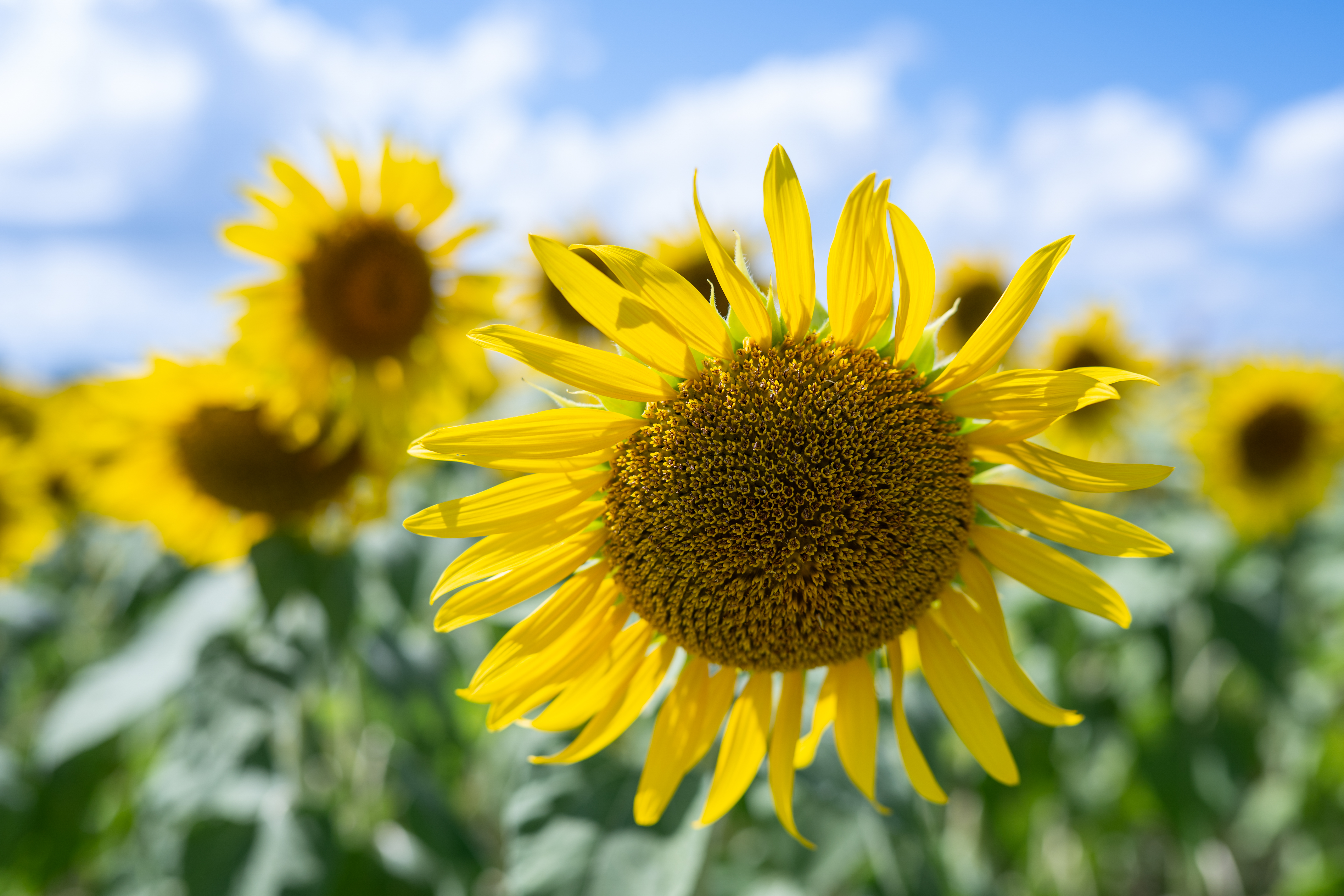 ニコン Z6III／NIKKOR Z 35mm f/1.4／絞り優先AE（F3.2・1/1,250秒・＋1/3EV）／ISO 100