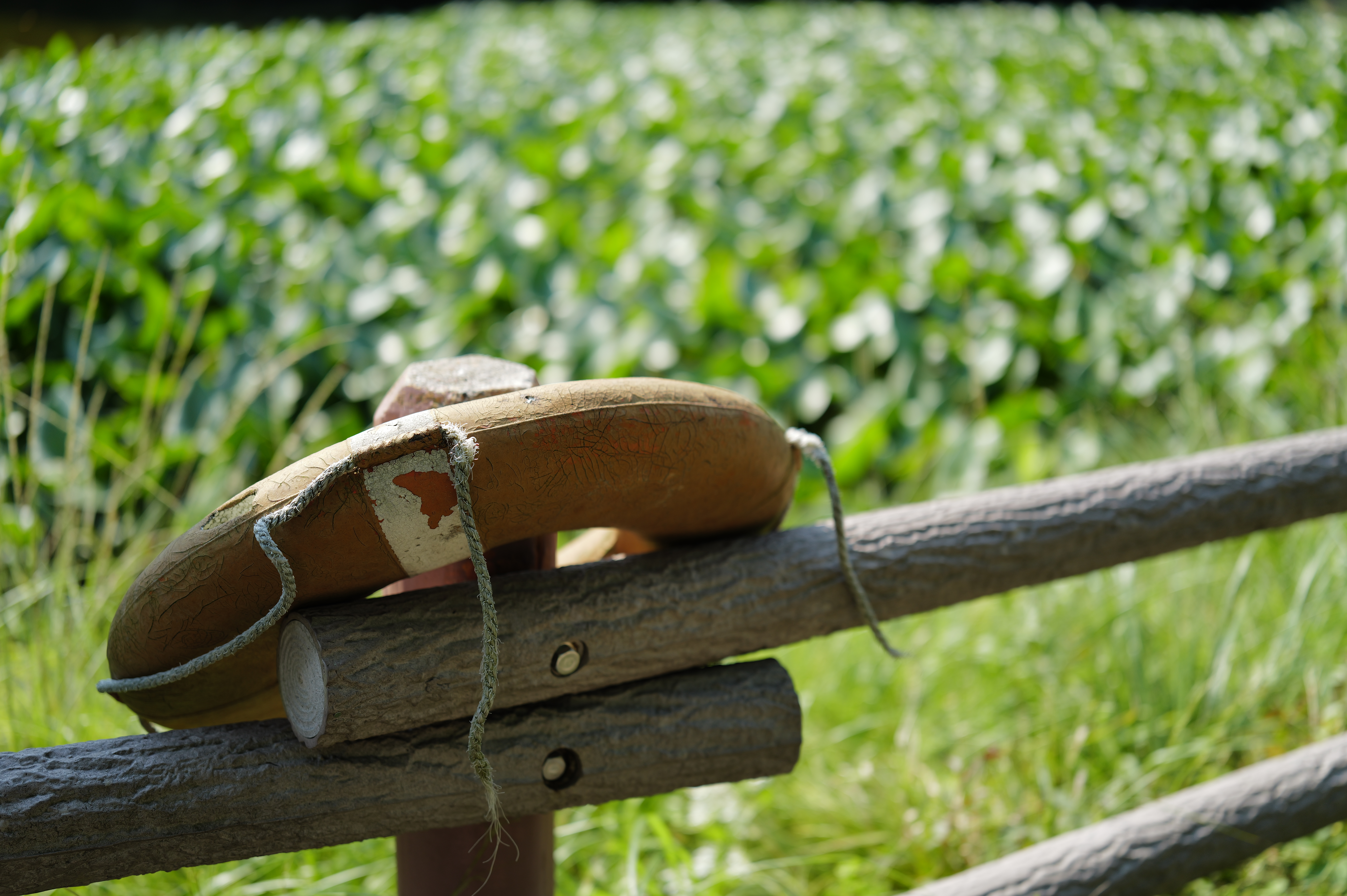 アウトフォーカス部にハイライトが多数あり、一般的には煩くなりがちな背景ボケだが、ごくごく自然なボケ再現となった<br><span class="fnt-85">ライカQ3 43／ライカ アポ・ズミクロン f2/43mm ASPH.／絞り優先AE（F2.0・1/1,000秒・±0EV）／ISO 100</span>
