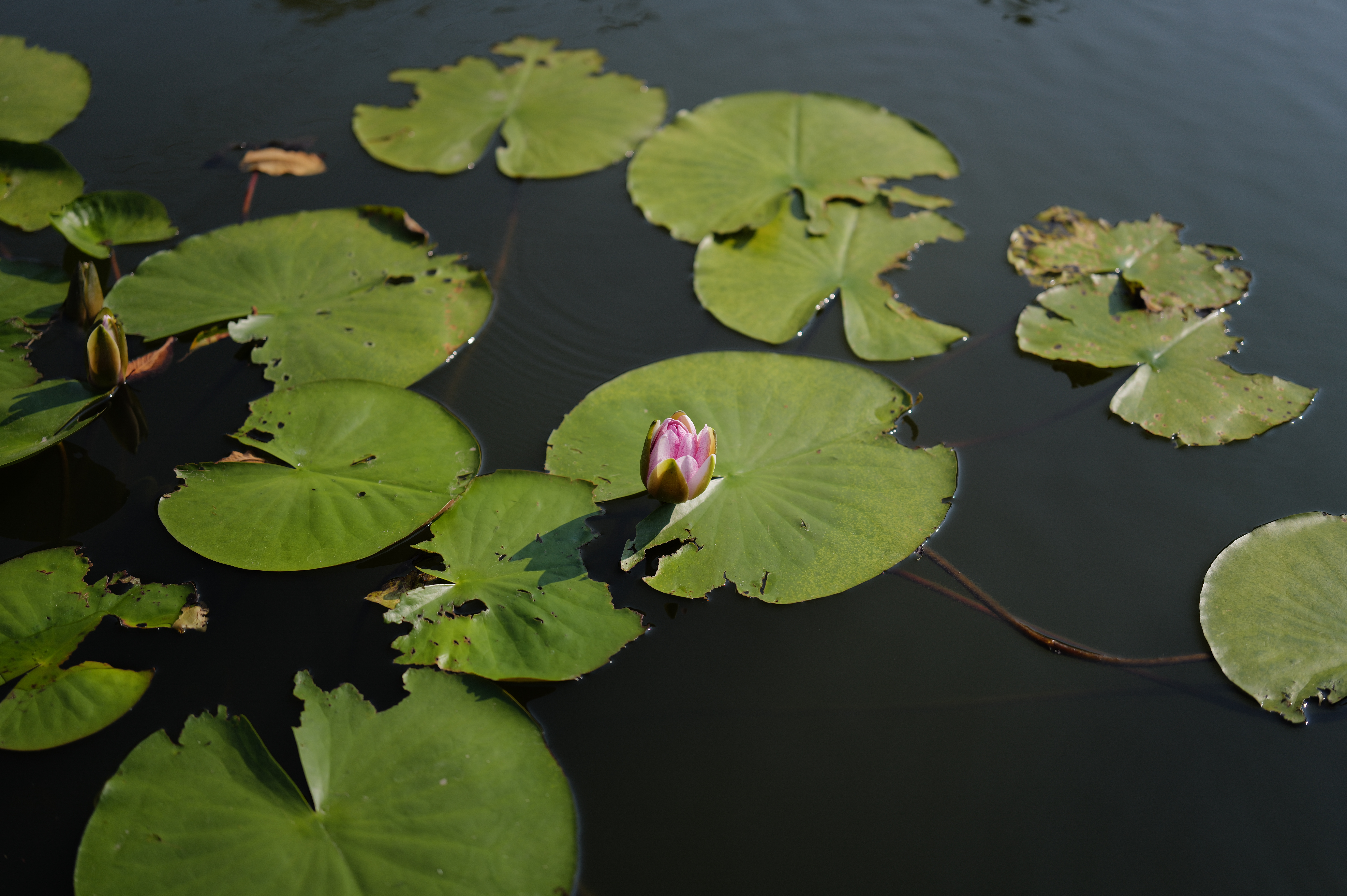 43mm（約6,000万画素）