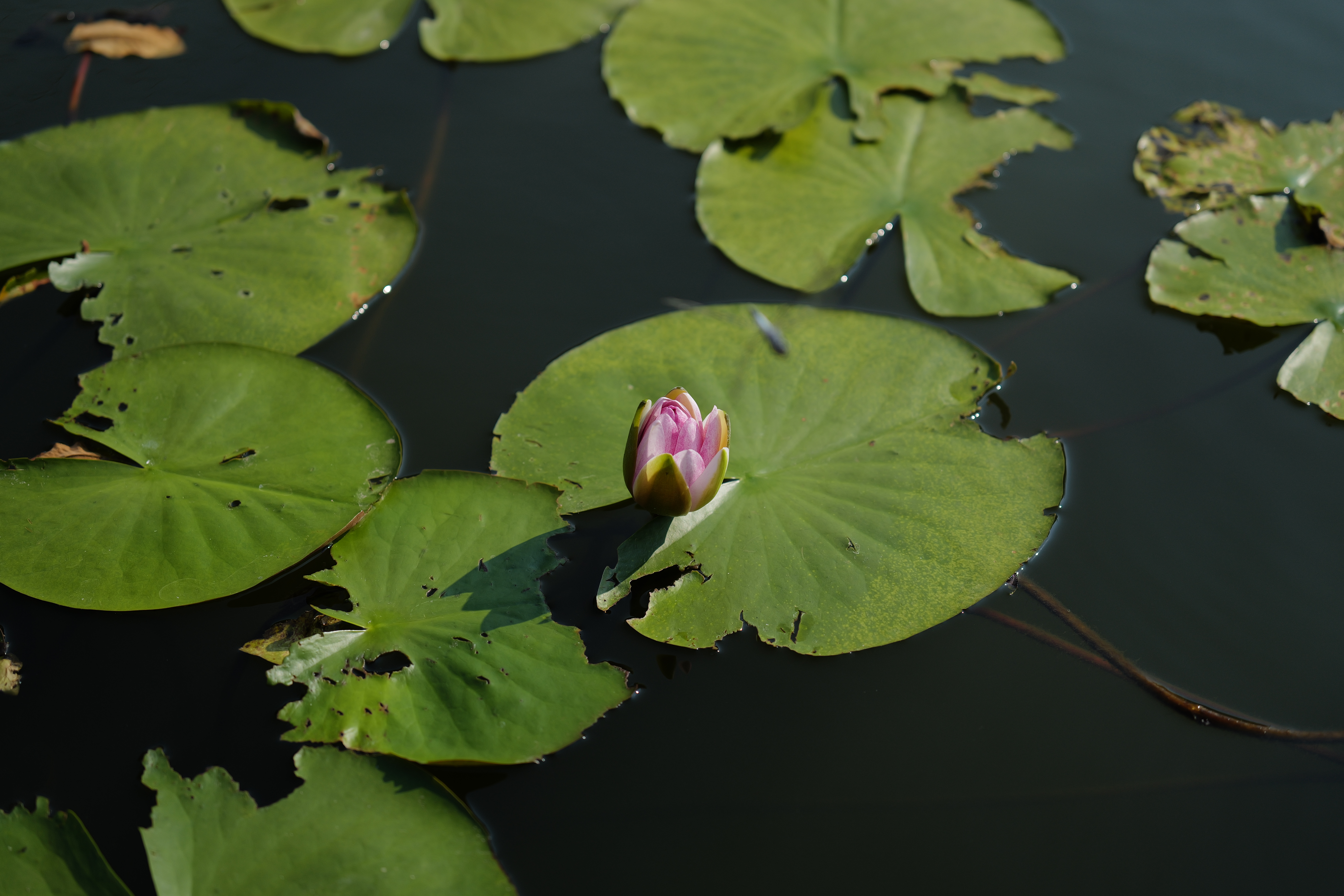 60mm相当（約3,000万画素）