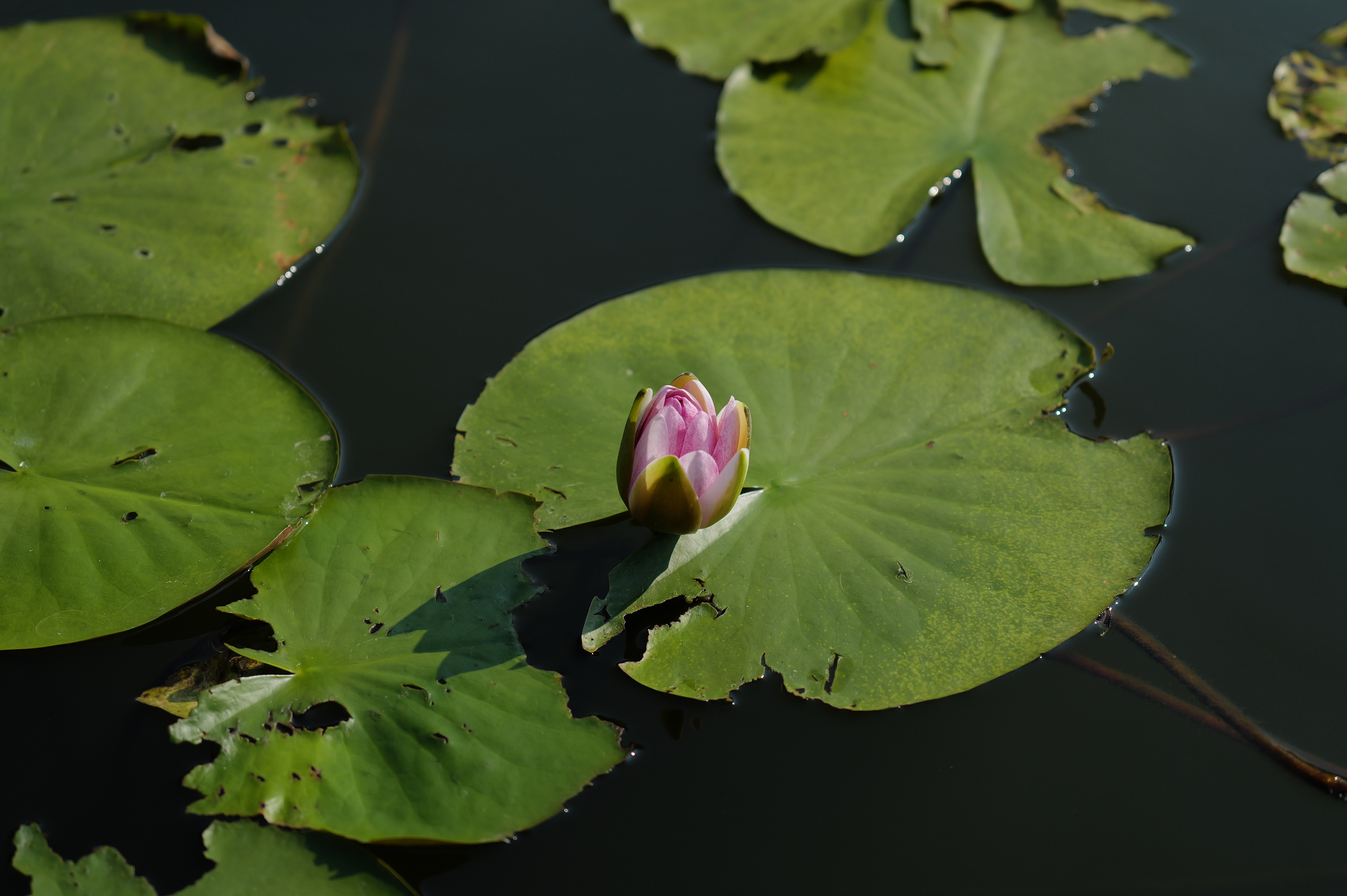 75mm相当（約2,000万画素）
