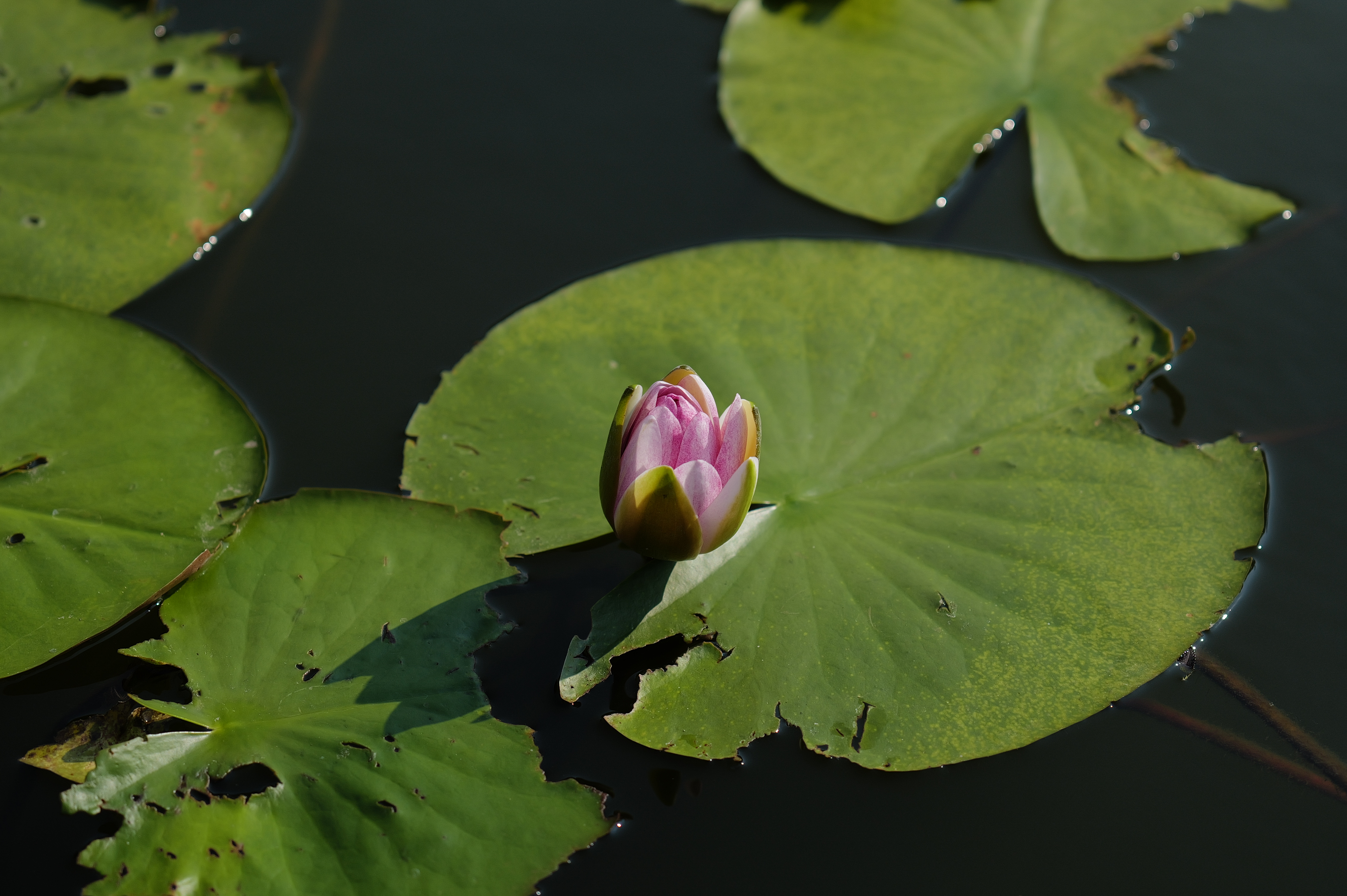 90mm相当（約1,370万画素）