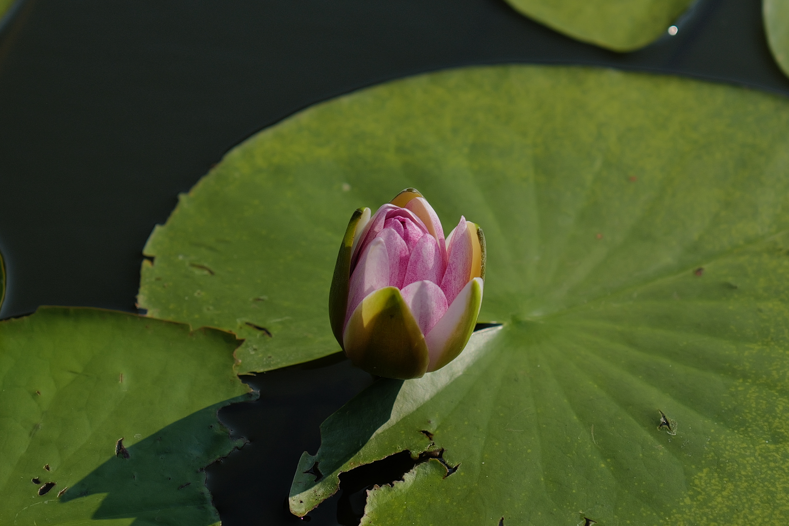 150mm相当（約500万画素）