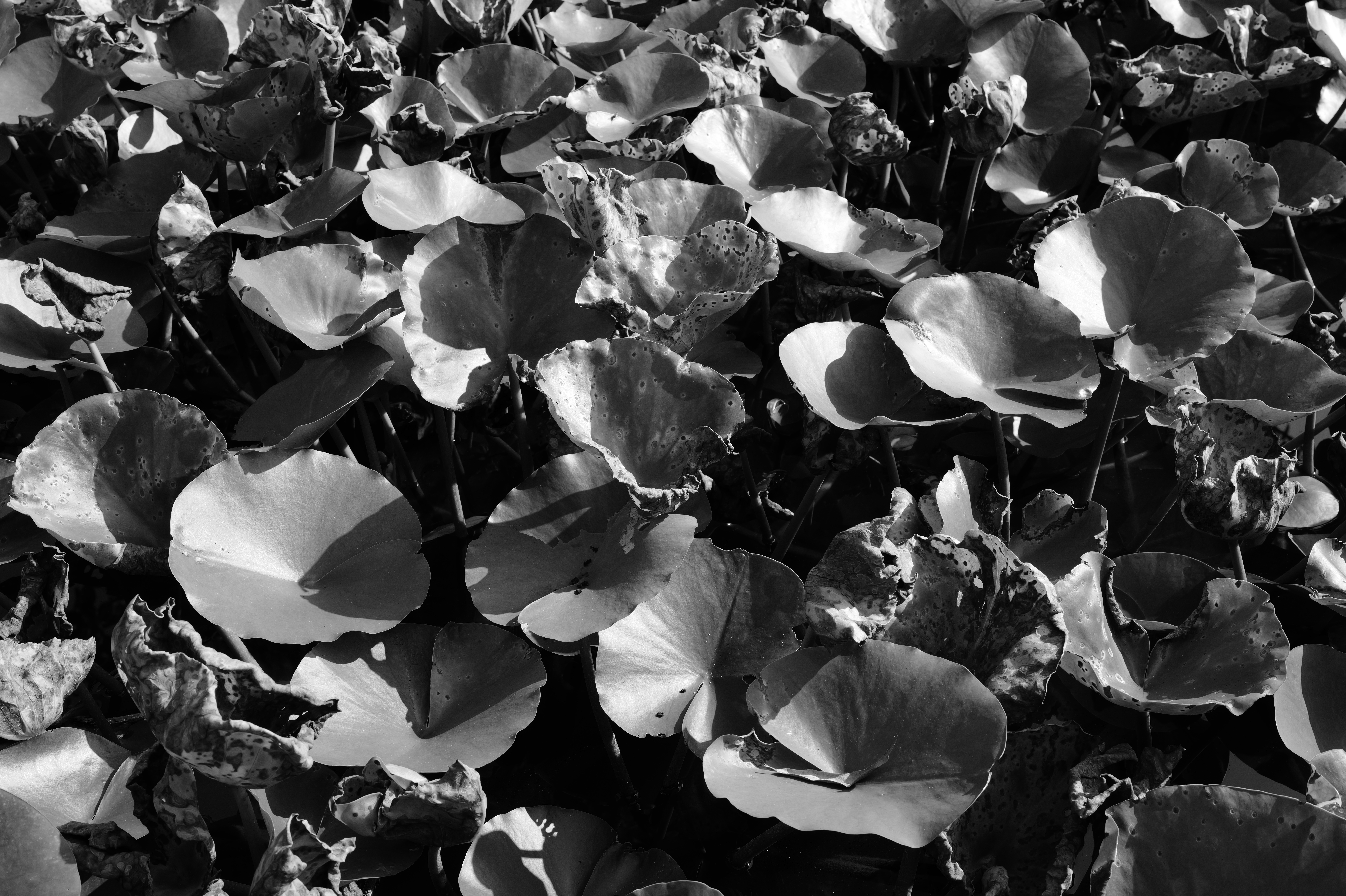 フィルムモード＝モノクロで撮影。メリハリのあるモノクロ表現だが、過度に高コントラストにならず、なかなか上手い画作りだと思う<br><span class="fnt-85">ライカQ3 43／ライカ アポ・ズミクロン f2/43mm ASPH.／絞り優先AE（F11・1/80秒・－0.6EV）／ISO 200</span>