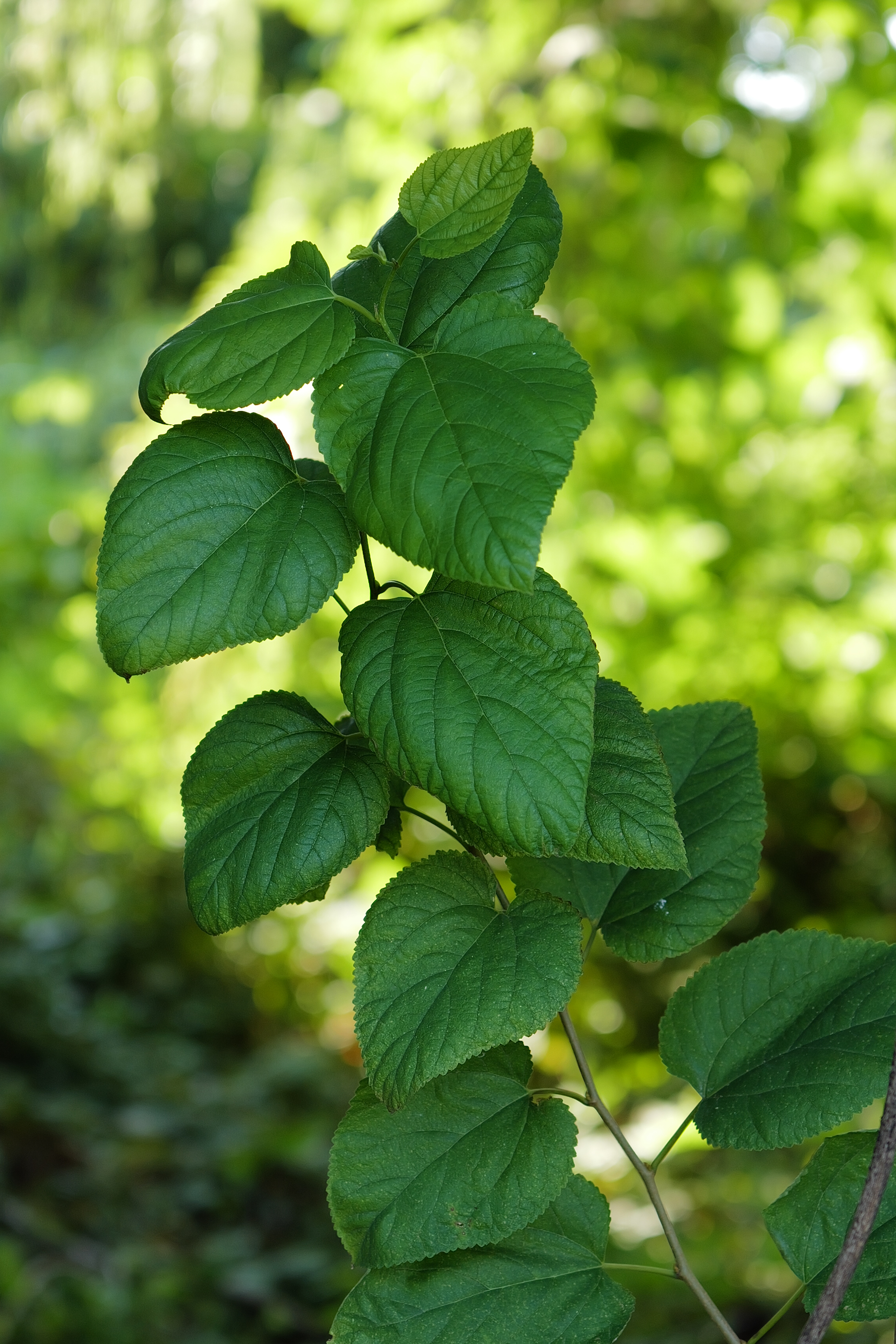 120mm相当で撮影。当たり前だが、絞り開放でも実焦点距離は43mmなので本当の120mmに比べると深度は深い。それでもこれくらいボカせる。玉ボケもキレイだ<br><span class="fnt-85">ライカQ3 43／ライカ アポ・ズミクロン f2/43mm ASPH.／絞り優先AE（F2.0・1/250秒・±0EV）／ISO 125</span>