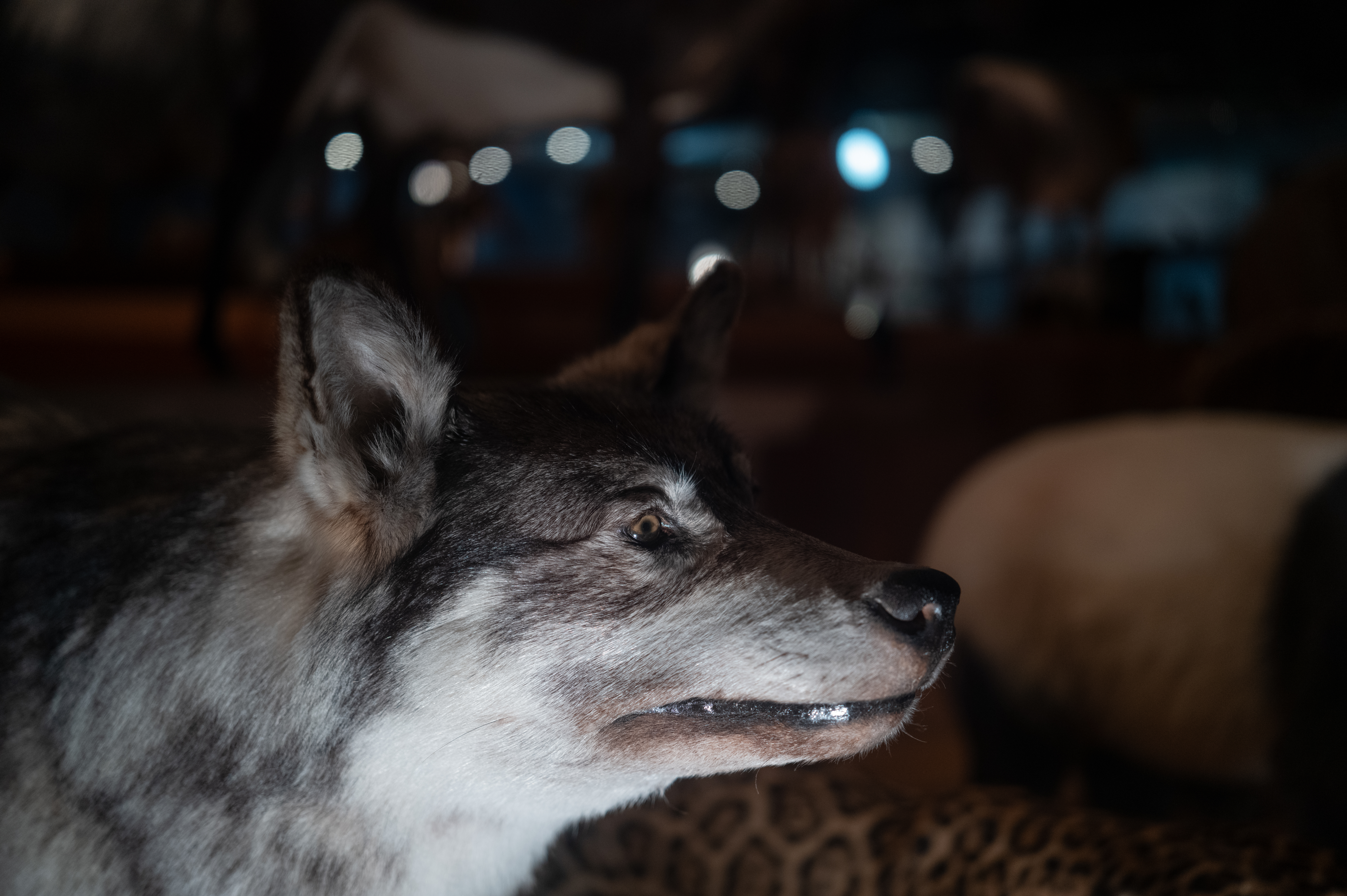 ISO 1250で撮影。RAW現像時のノイズリダクションは未適用だがノイズはそれほど気にならない<br><span class="fnt-85">ライカQ3 43／ライカ アポ・ズミクロン f2/43mm ASPH.／絞り優先AE（F2・1/80秒・－1.0EV）／ISO 1250</span>