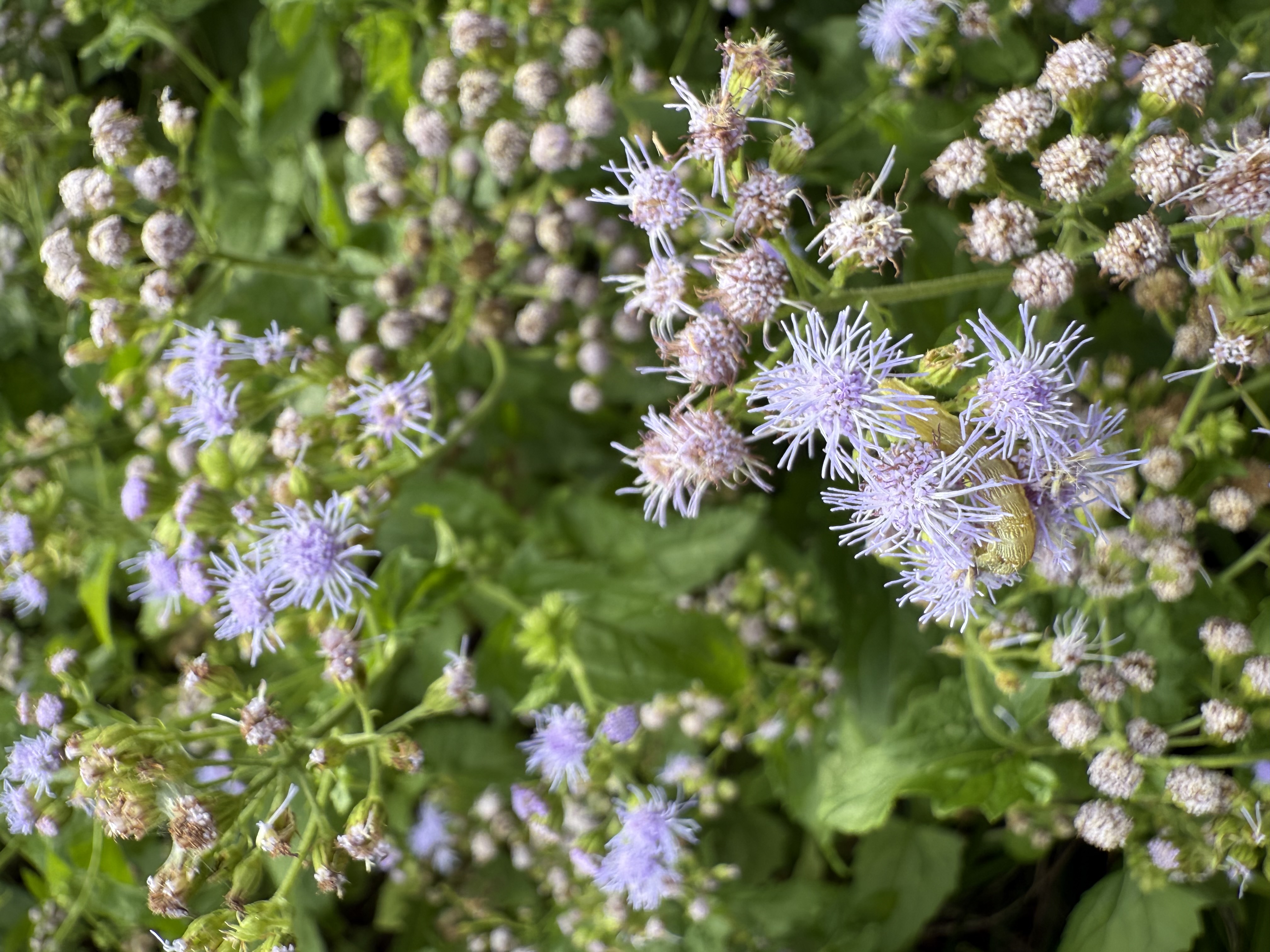 iPhone 16 Pro／2.22mm／24mm相当／1/370秒／F2.2／ISO 40／マクロモード