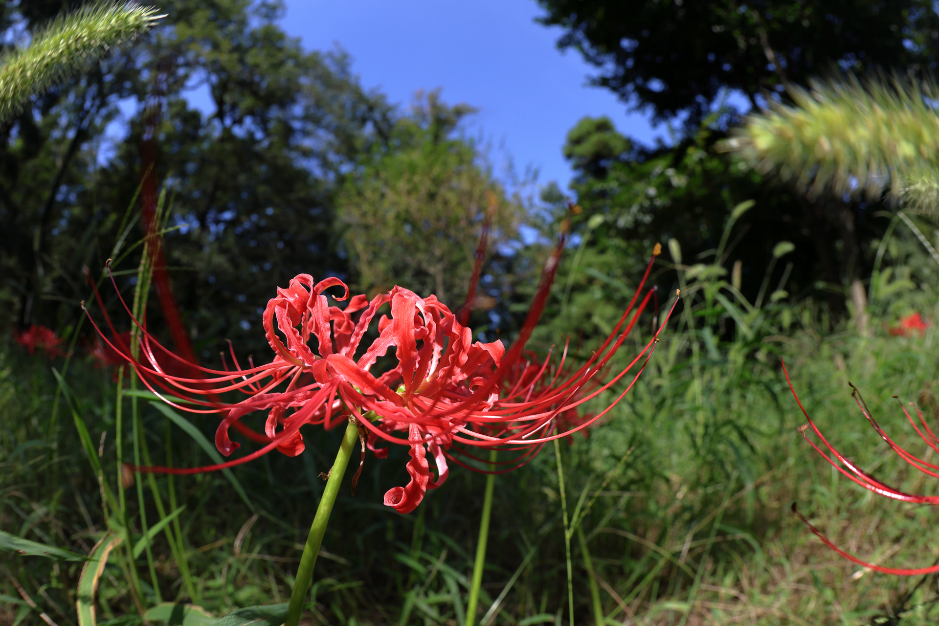 おじいさんは膝が痛いものですから、バリアングルで彼岸花を撮影したりします。LCDもよくみえないので、フォーカスもカメラ任せですがきっちり写りました。猫じゃらしが、レンズ前面に貼り付いてましたけど。<br><span class="fnt-85">キヤノン EOS R6 Mark II／EF15mm F2.8 フィッシュアイ／15mm／絞り優先AE（1/1,000秒、F8.0、−1.0EV）／ISO 500</span>