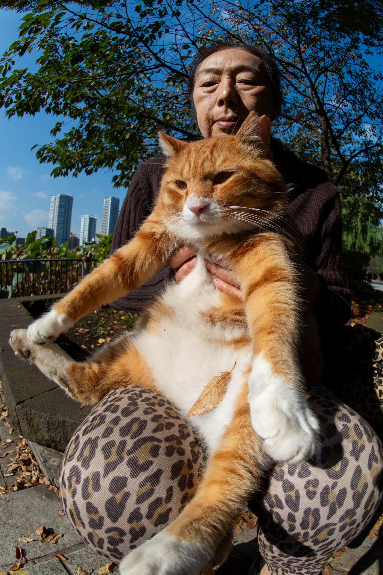 猫を抱いたおばあさんを見かけたのでお願いして撮影させていただきました。なぜか装着されていたレンズが魚眼だったということで、交換するのが面倒なんでそのまま撮影したわけです。<br><span class="fnt-85">ニコン Df／AI AF Fisheye-Nikkor 16mm f/2.8D／16mm／絞り優先AE（1/1,600秒、F10、−0.7EV）／ISO 400</span>
