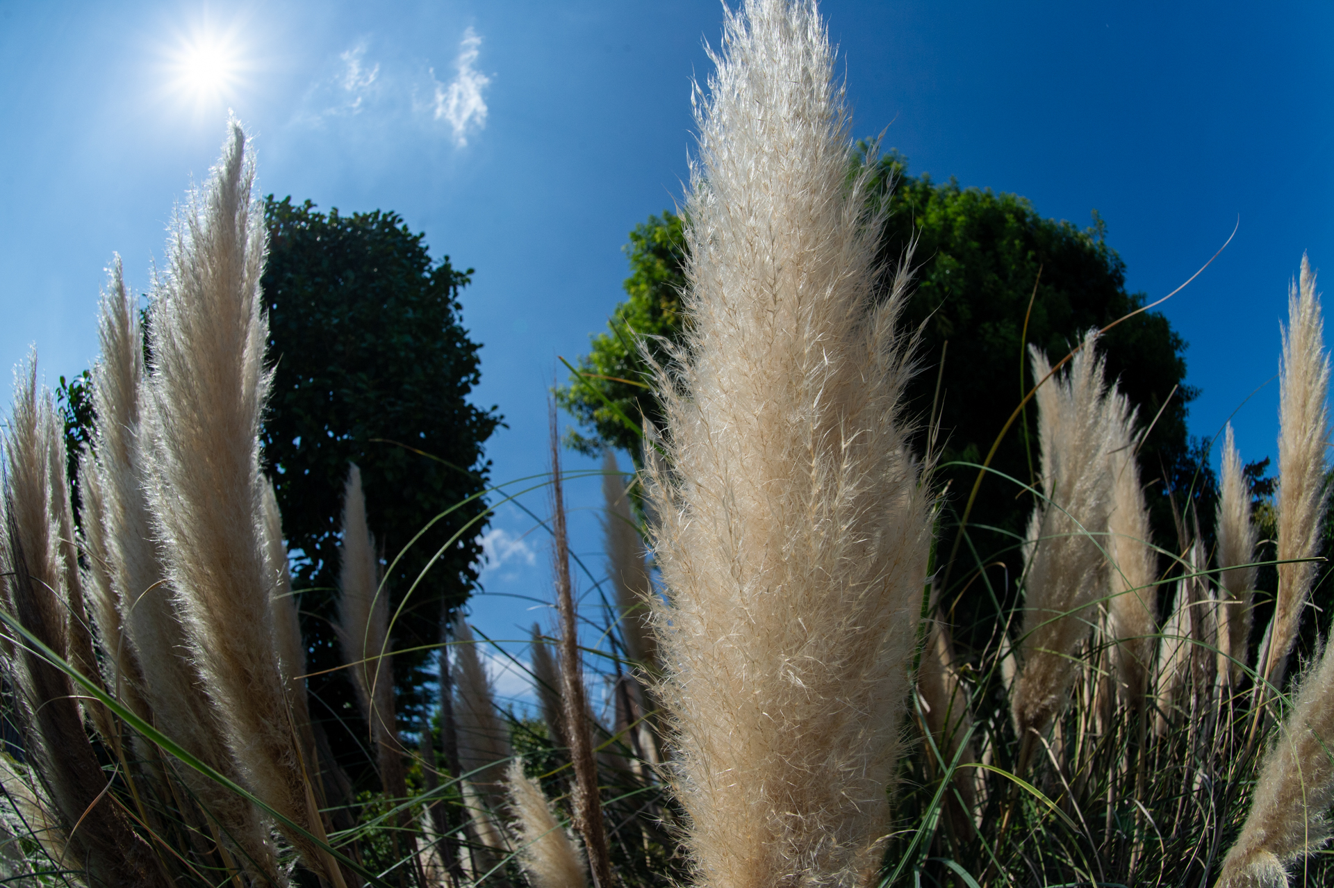 そこそこには古いレンズですから、逆光には弱いんじゃねえのかなということで太陽を入れてみたらきちんと写るんです、さすがニッコールでありますね。合焦点も見事な描写です。<br><span class="fnt-85">ニコン Df／AI AF Fisheye-Nikkor 16mm f/2.8D／16mm／絞り優先AE（1/3,200秒、F10、−0.7EV）／ISO 400</span>