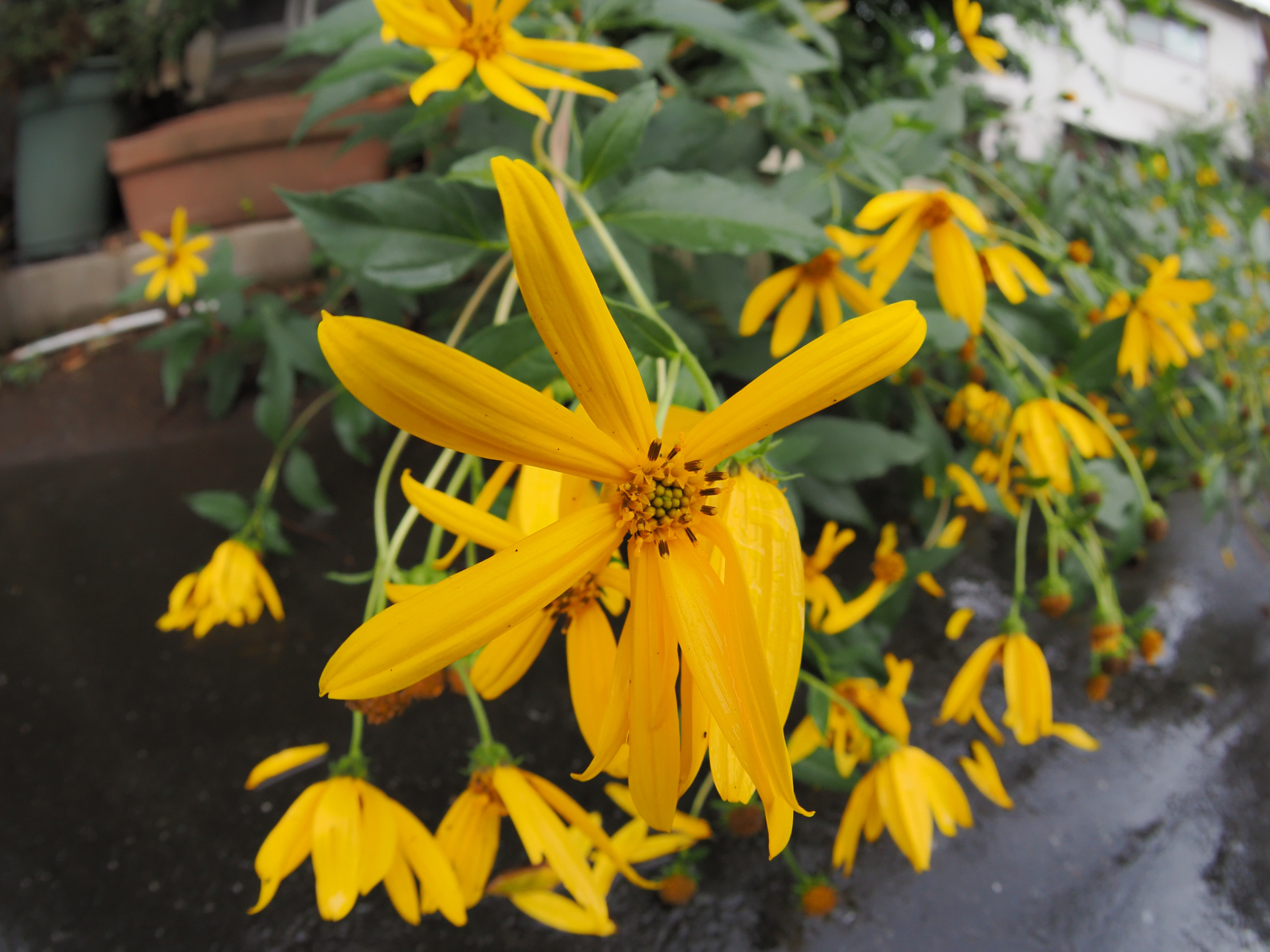 これも屈んで撮影するのが面倒なんで、バリアングルのLCDで撮ってます。明るくてよく見えないので、適当にフレーミングを変えて撮影し良さげなものを選びました。気持ちが入っていないですね。<br><span class="fnt-85">OM SYSTEM OM-1／ZUIKO DIGITAL ED 8mm F3.5 Fisheye／8mm（16mm相当）／絞り優先AE（1/800秒、F6.3、−1.3EV）／ISO 400</span>