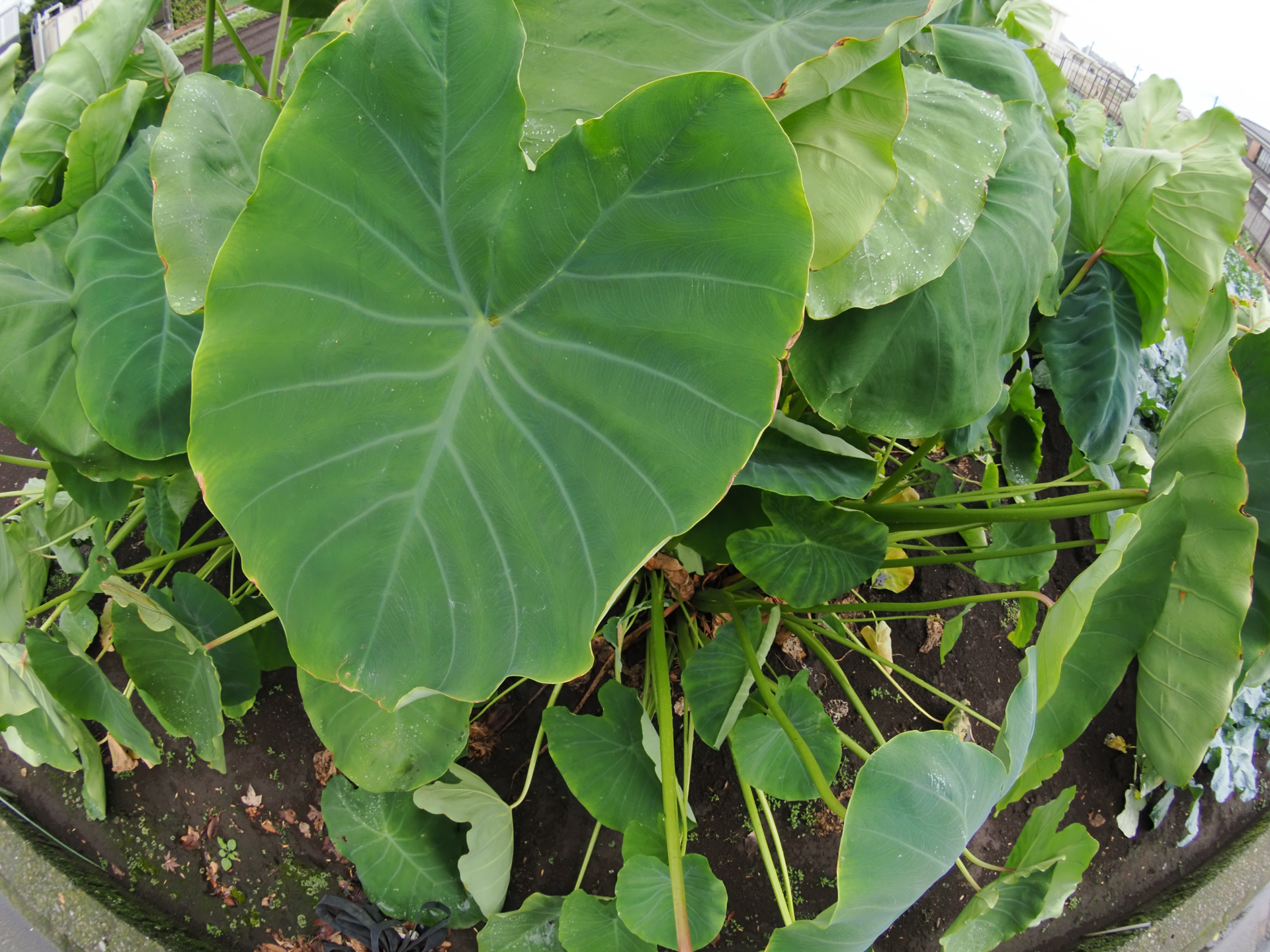 道端の里芋の葉っぱも画にしてしまう魚眼の威力ですが、嘘です、歪んでいるから少し目を惹きますが、中身はありません。騙されてはいけませんって、騙されないよね。<br><span class="fnt-85">OM SYSTEM OM-1／ZUIKO DIGITAL ED 8mm F3.5 Fisheye／8mm（16mm相当）／絞り優先AE（1/320秒、F8.0、−0.3EV）／ISO 800</span>