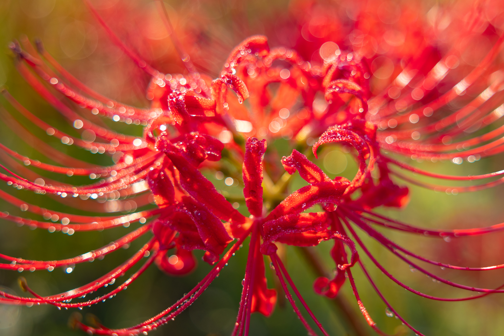 キヤノン EOS R5 Mark II／RF24-70mm F2.8 L IS USM／52mm／マニュアル露出（1/500秒、F2.8）／ISO 50