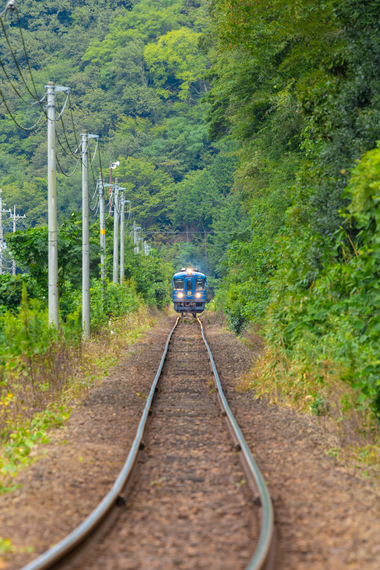 キヤノン EOS R5 Mark II／RF100-500mm F4.5-7.1 L IS USM／400mm／マニュアル露出（1/125秒、F10）／ISO 400