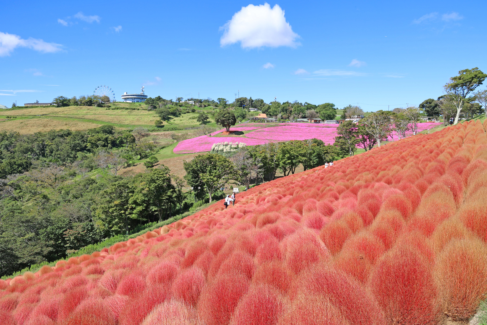 桃色吐息とコキアのコラボレーション（2023年撮影）