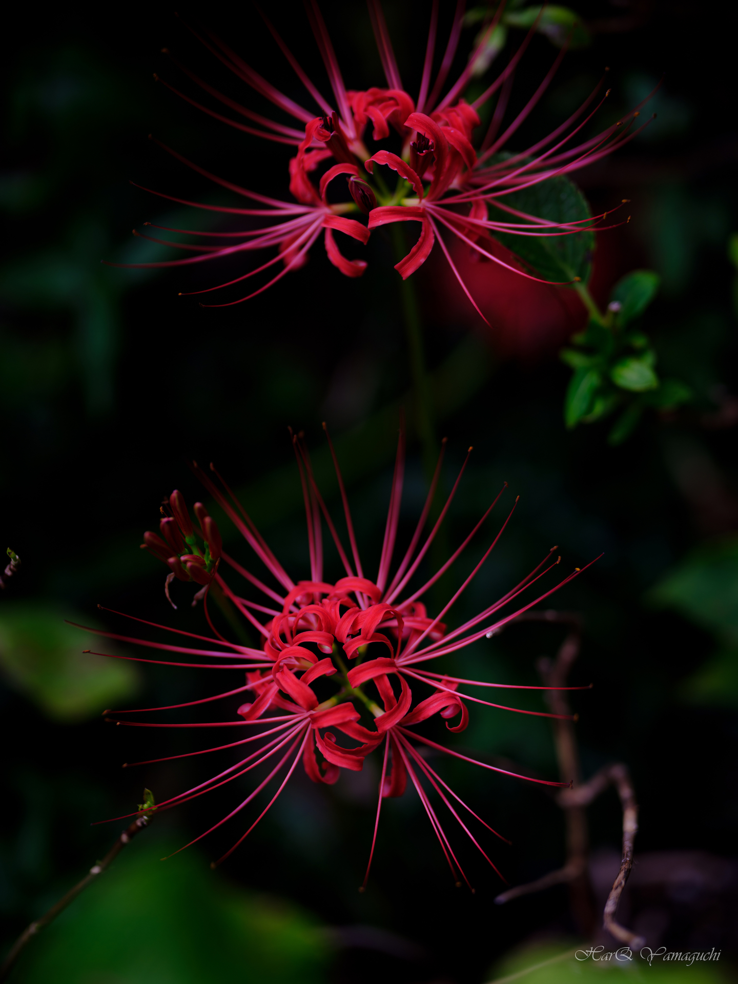 画像サンプル。提供：焦点工房（以下同）