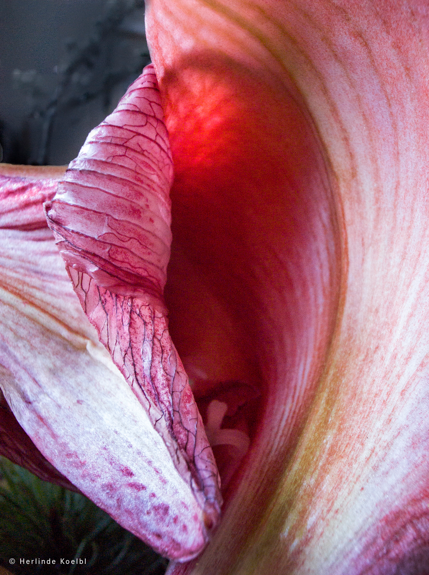 Leica Picture of the Year 2024:from the series Metamorphoses, 2017<br>© Herlinde Koelbl/Leica Picture of the Year 2024, Leica Gallery Wetzlar 2024