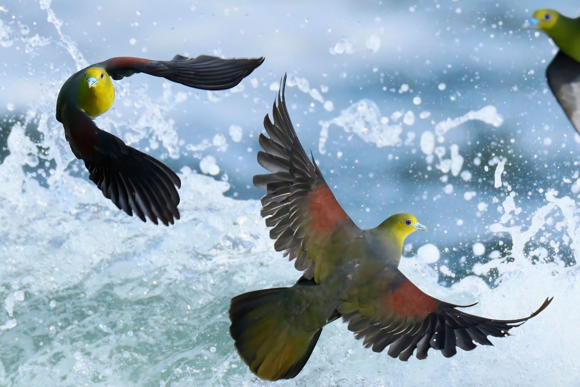 <span class="fnt-85">キヤノン RF800mm F5.6 L IS USM／800mm／マニュアル露出（F8、1/5,000秒）／ISO 3200／WB：太陽光／カメラ内アップスケーリング</span>