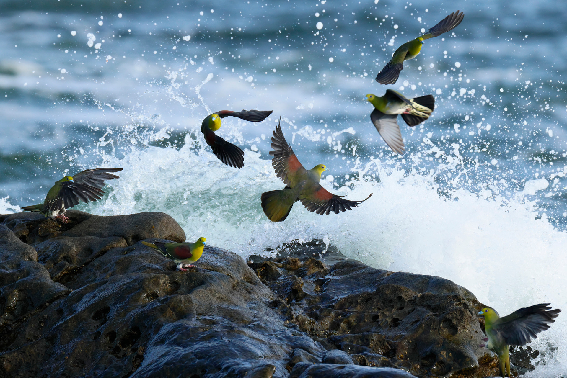 1枚目の写真は、EOS R5 Mark IIでカメラ内アップスケーリングした2枚目の写真をトリミングしたものだ。海水を飲むアオバトの撮影では、彼らの警戒心の強さからこれだけのアップはトリミング以外に方法がない。必要な画素数を得るにはアップスケーリングが最上の方法だ