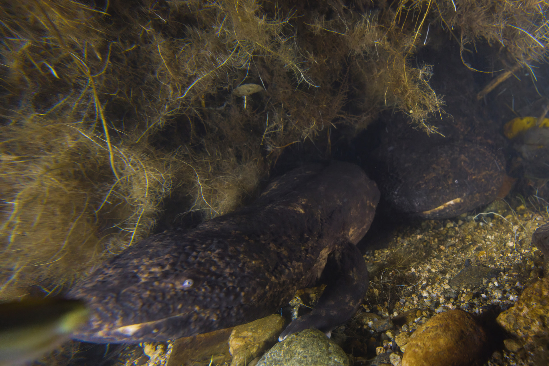 色や明るさを補正して静止画として切り出したカット。静止画と動画で色を合わせられるメリットもある<br><span class="fnt-85">キヤノン RF10-20mm F4 L IS STM／15mm／マニュアル露出（F8、1/60秒）／ISO 3200／WB：オート／8K RAW動画から切り出し／水中ハウジング使用（Wi-Fi信号対応）</span>