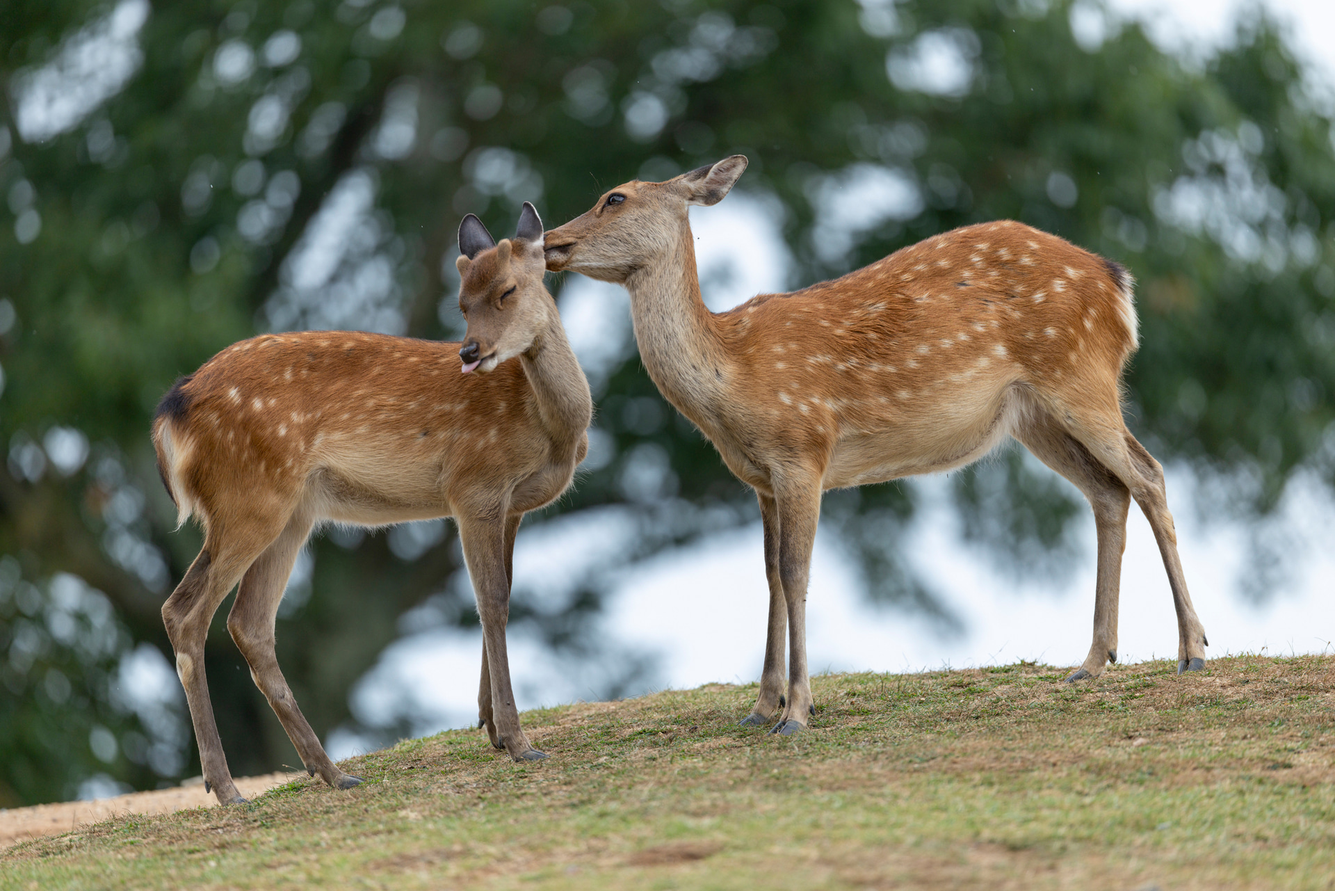 カメラ内アップスケーリングで約1億7,900万画素に生成して、親子の表情をトリミングする