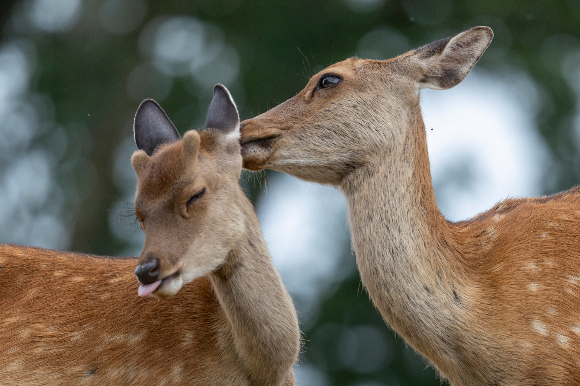 <span class="fnt-85">キヤノン RF100-300mm F2.8 L IS USM／280mm／マニュアル露出（F2.8、1/1,250秒）／ISO 400／WB：オート／カメラ内アップスケーリング</span>