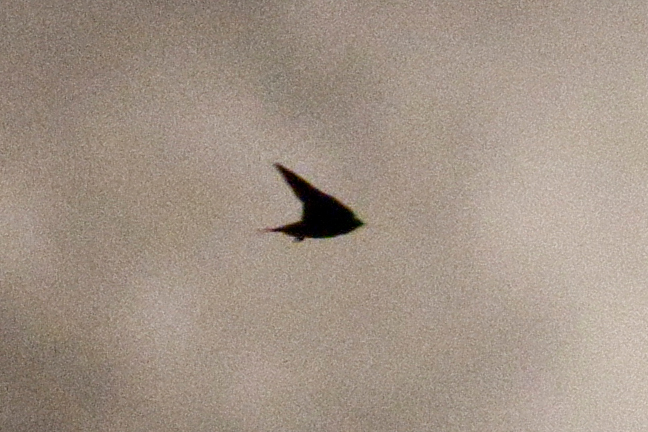 ①まずはニューラルネットワークノイズ低減を使用してノイズを除去。ノイズが抑えられ、ツバメのシルエットもシャープに見える