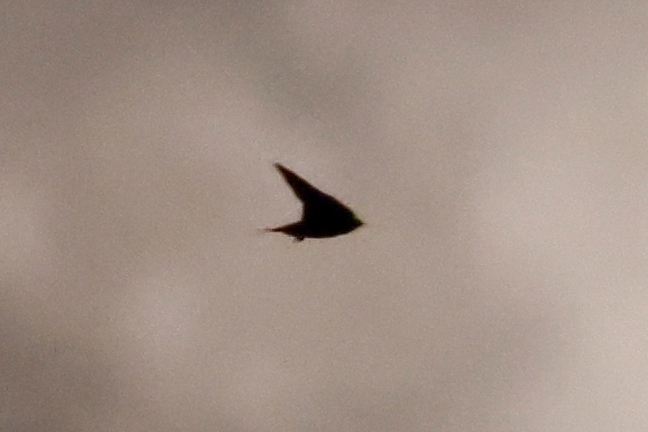 ①まずはニューラルネットワークノイズ低減を使用してノイズを除去。ノイズが抑えられ、ツバメのシルエットもシャープに見える