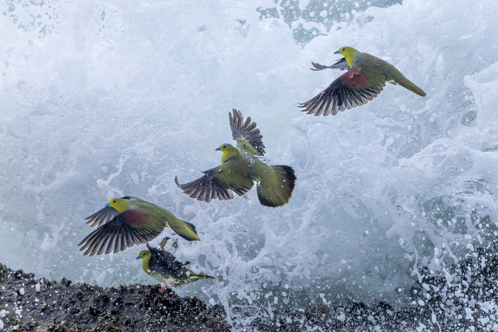 <span class="fnt-85">キヤノン RF800mm F5.6 L IS USM+EXTENDER RF1.4x／1,120mm／マニュアル露出（F8、1/4,000秒）／ISO 1600／WB：オート</span>